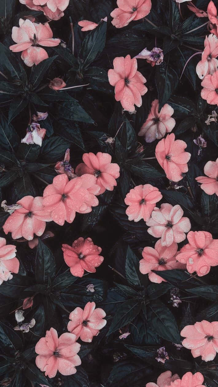 Pink Flower Phone 桌布 壁紙 — 鮮豔的粉紅色花朵帶著露珠，在深墨綠色葉子的襯托下密集盛開，呈現出茂盛的花園場景。