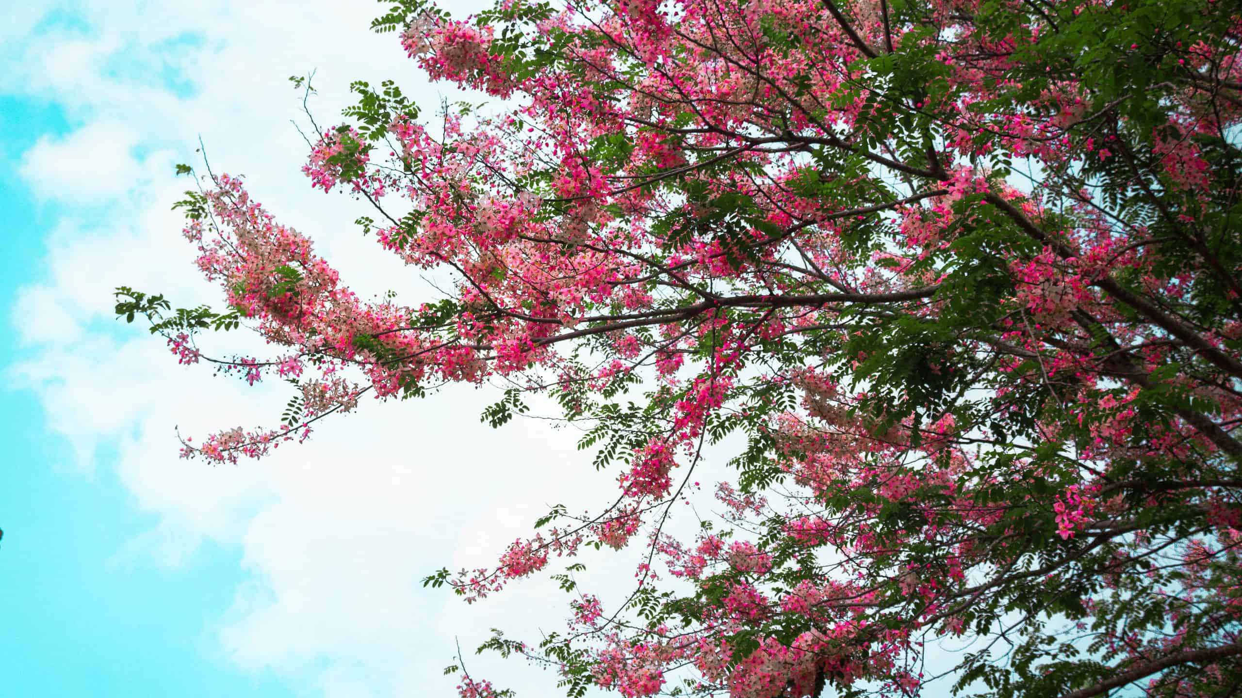 Flower Tree 桌布 壁紙 — 鮮豔的粉紅色花朵從樹枝上傾瀉而下，映襯著明亮的藍天和蓬鬆的白雲。