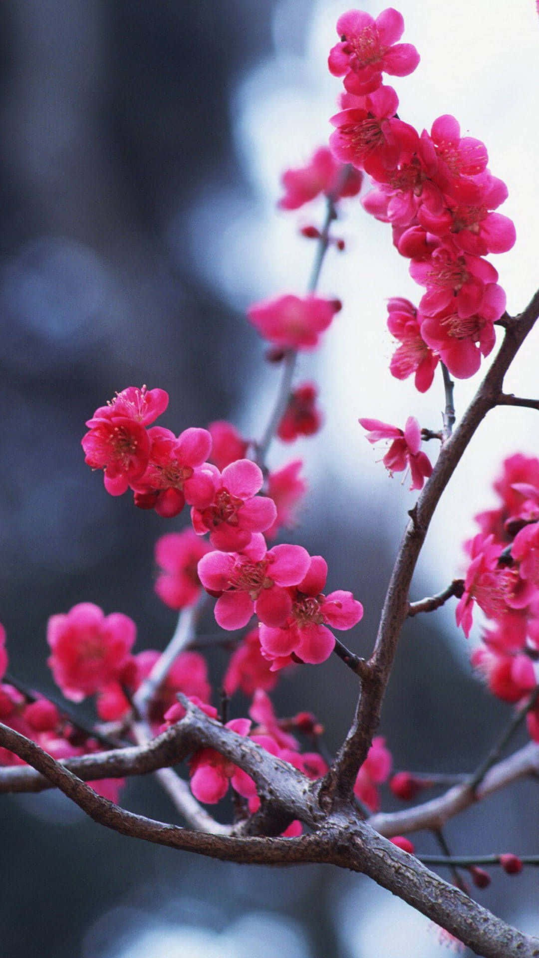Pink Flowers 桌布 壁紙 — 鮮豔的粉紅色花朵沿著光禿的樹枝簇擁，背景柔和模糊。