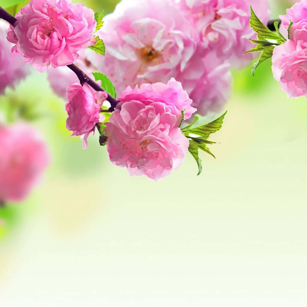 Spring Laptop 桌布 壁紙 — 鮮豔的粉紅色花朵簇生在樹枝上，帶有新鮮的綠葉，背景柔和模糊。