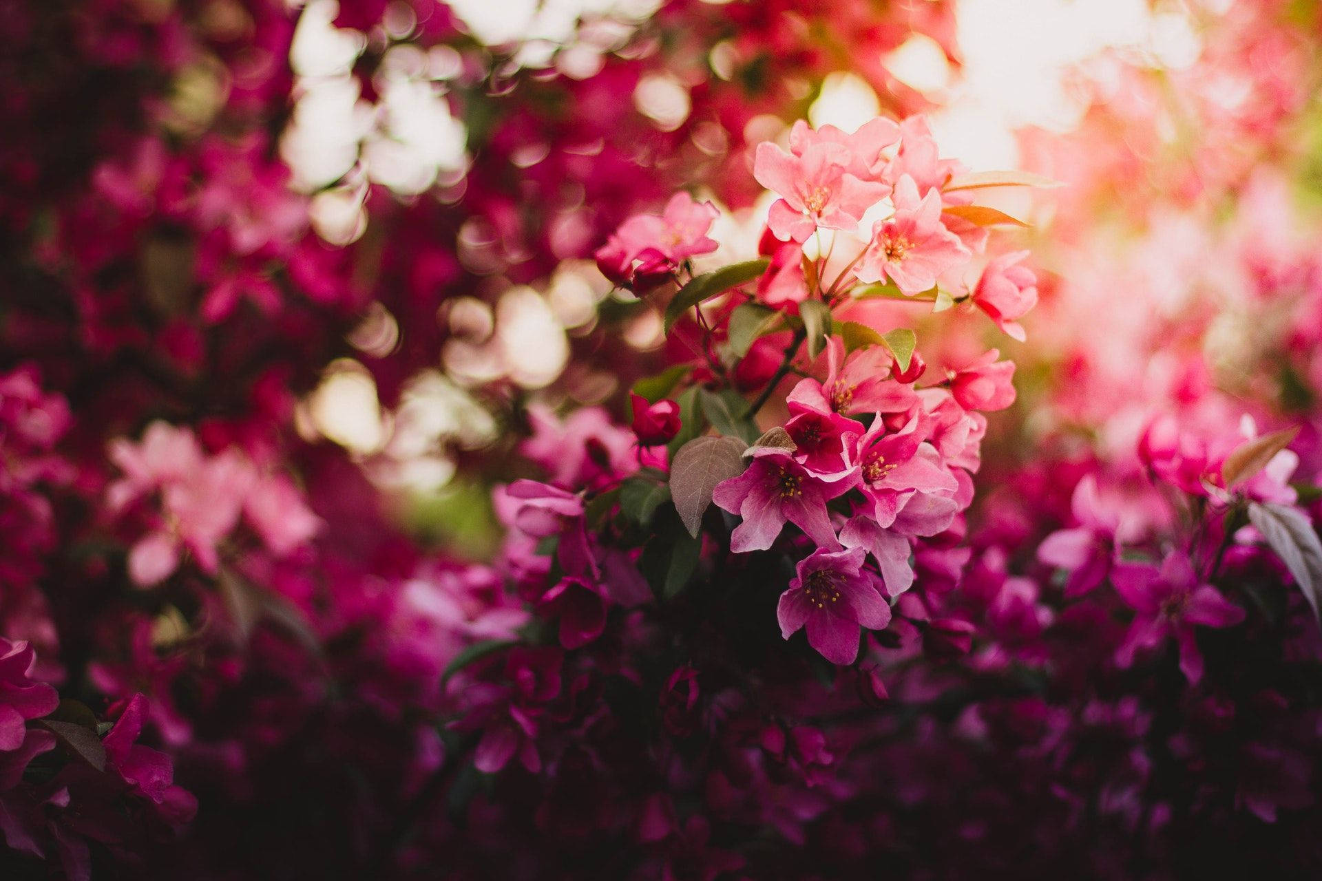 Flowers 桌布 壁紙 — 鮮豔的粉紅色花朵簇生在樹枝上，柔和的散景背景在溫暖的陽光下閃耀。