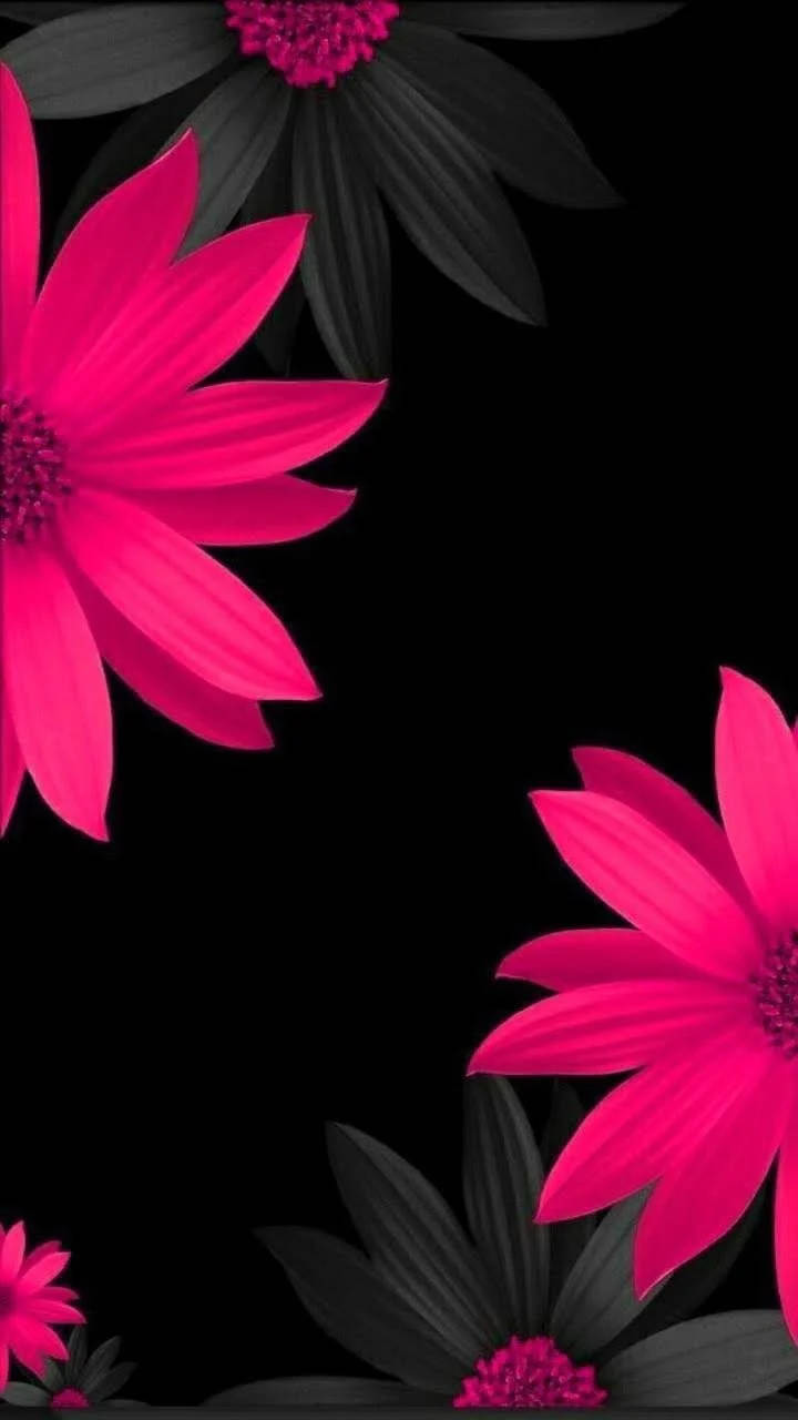 Themes 桌布 壁紙 — 鮮豔的粉紅色花朵與深色葉子在純黑色背景上形成強烈對比。