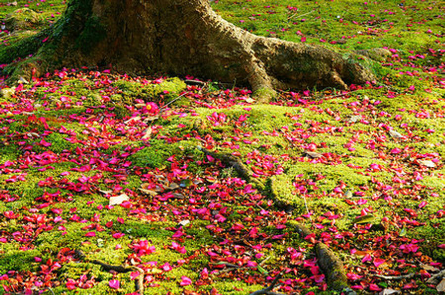 Camellia Sasanqua 桌布 壁紙 — 鮮豔的粉紅色花瓣在明亮的陽光下覆蓋著一棵風化樹幹底部茂密的綠色苔蘚。