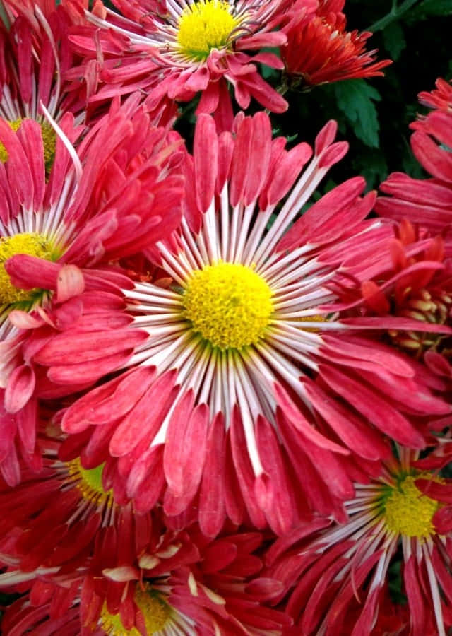菊花 桌布 壁紙 — 鮮豔的粉紅色菊花，花瓣尖端白色，花心亮黃，在深綠色葉片中密集盛開。