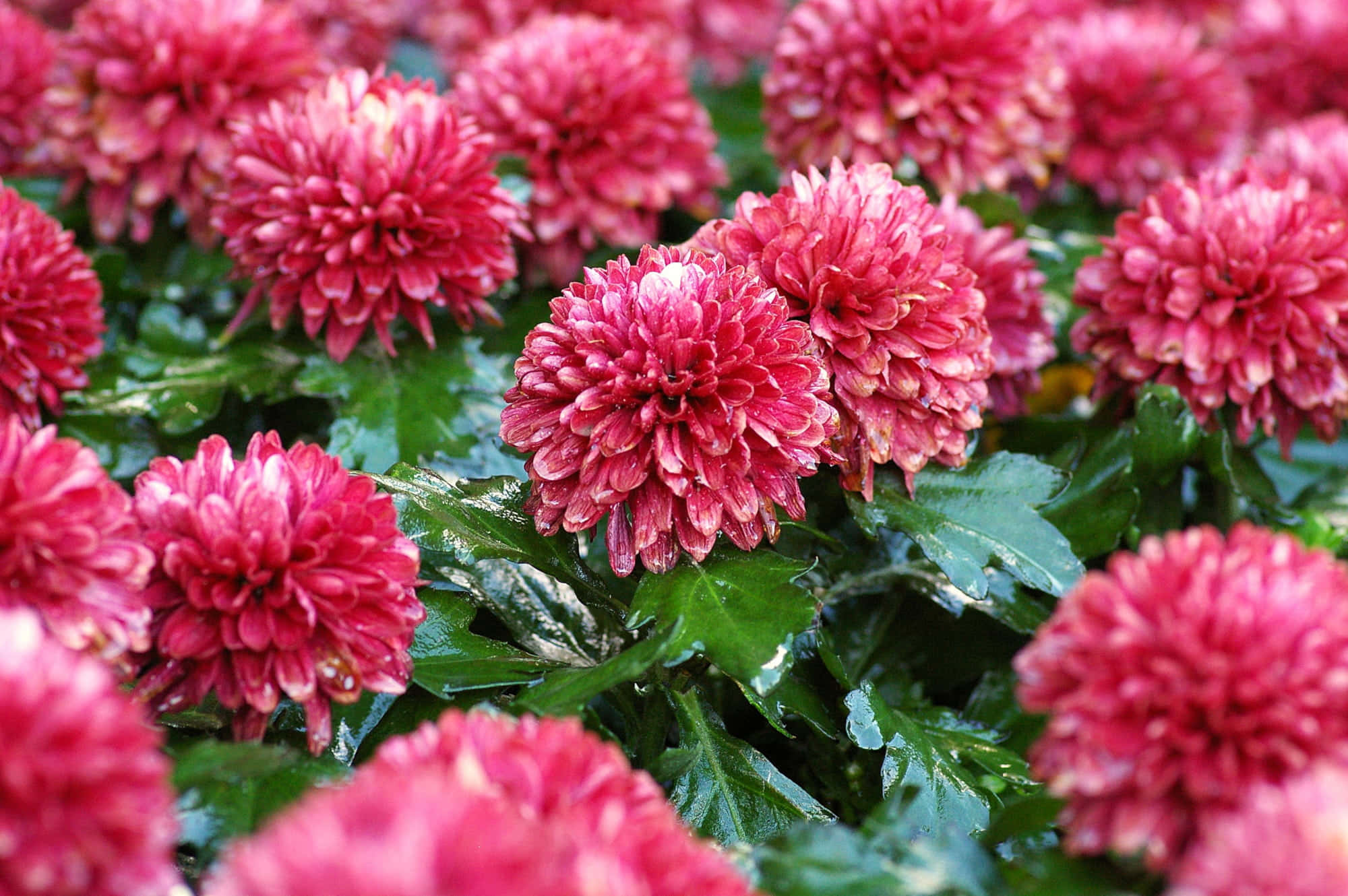 Pink Chrysanthemums 桌布 壁紙 — 鮮豔的粉紅色菊花，花瓣層層疊疊，帶有露水的綠葉，在茂密花園的特寫中充滿畫面。