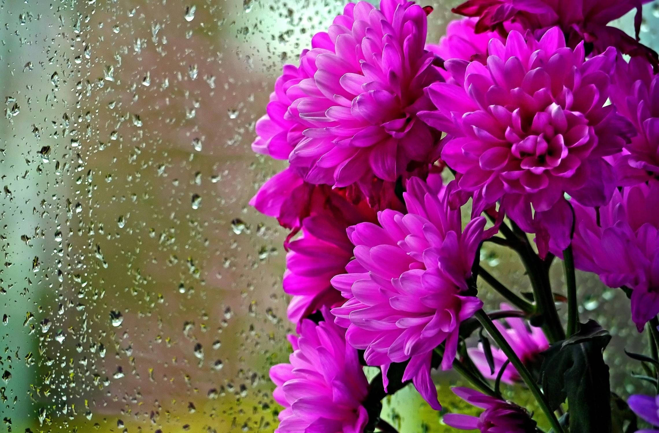 Flowers 桌布 壁紙 — 鮮豔的粉紅色菊花在帶有雨點的窗戶前生動綻放，背景為模糊的綠色和黃色。