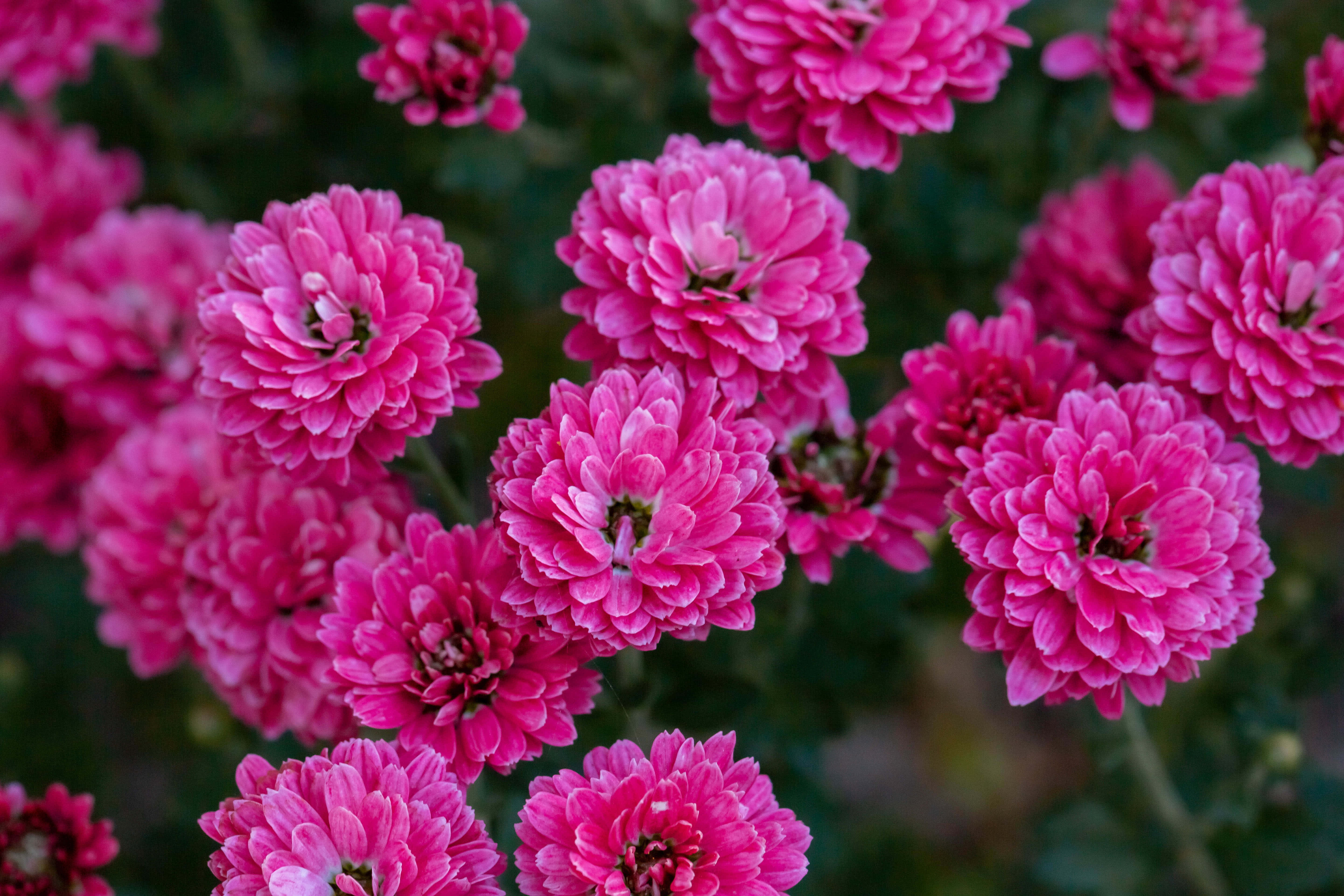 Pink Chrysanthemums 桌布 壁紙 — 鮮豔的粉紅色菊花在柔和的模糊綠色背景下密集盛開。
