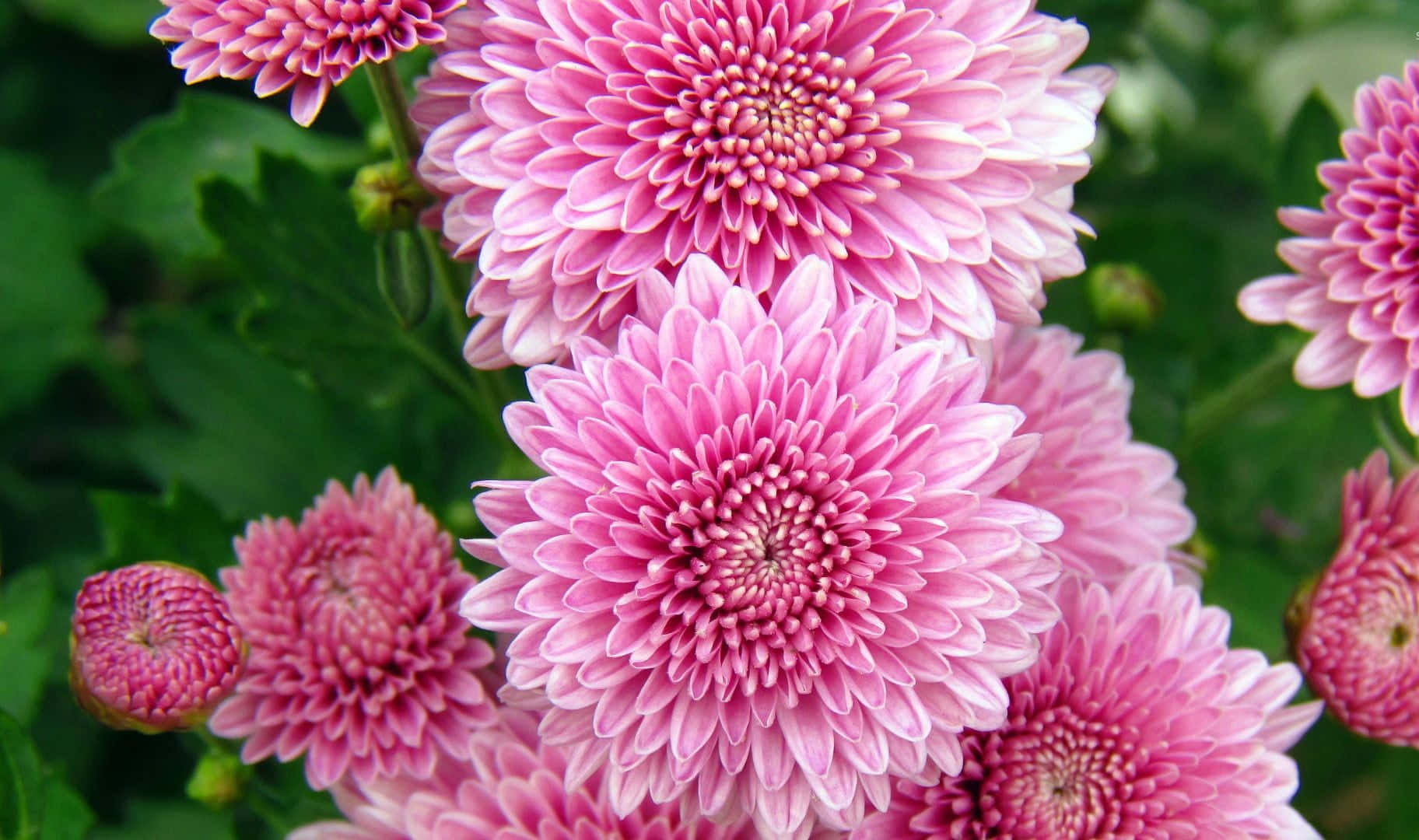 Pink Chrysanthemums 桌布 壁紙 — 鮮豔的粉紅色菊花在陽光普照的花園特寫中，在茂密的綠色葉片襯托下密集盛開。