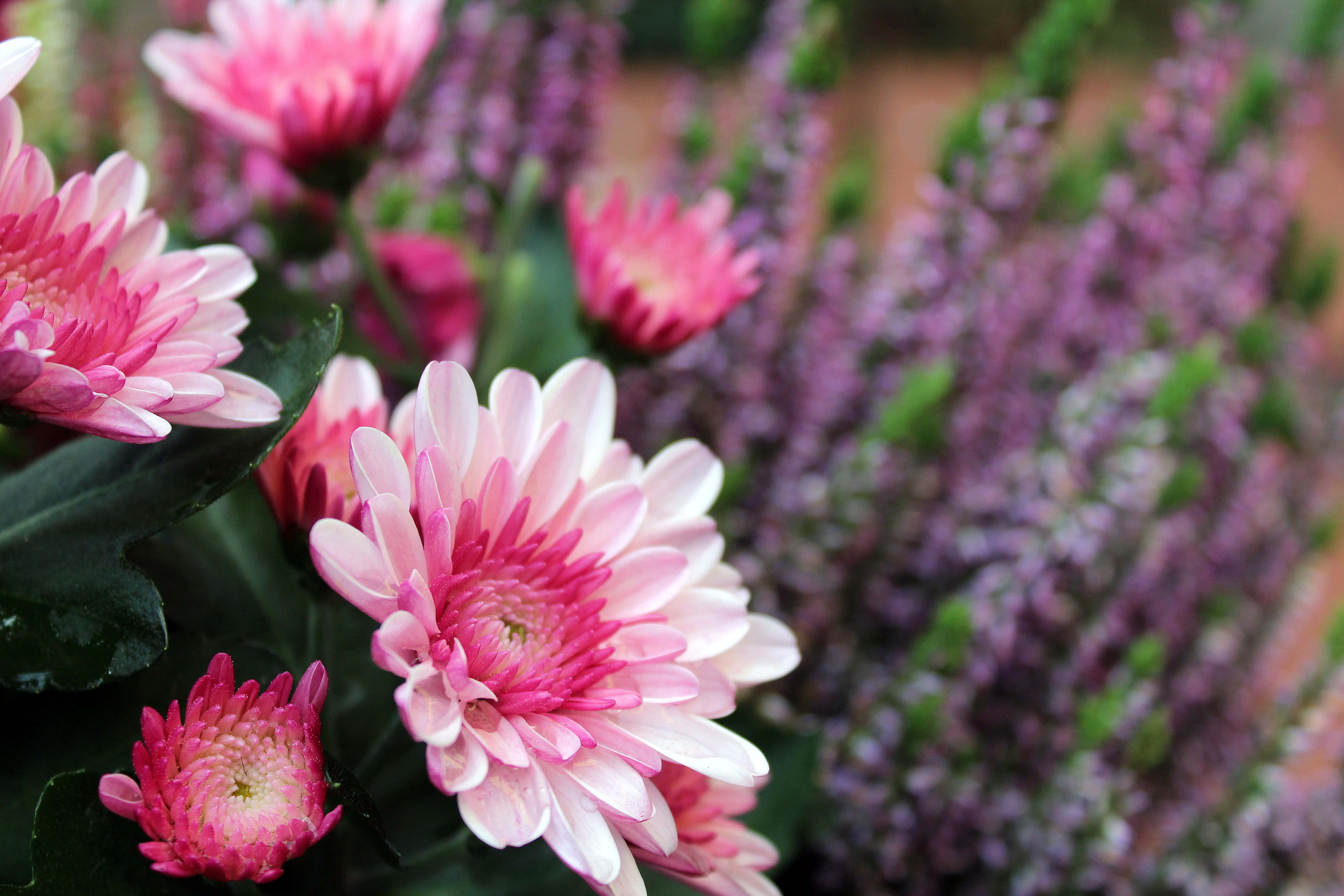 Pink Chrysanthemums 桌布 壁紙 — 鮮豔的粉紅色菊花層層花瓣在柔和的紫色薰衣草中盛開，呈現茂盛的花園場景。