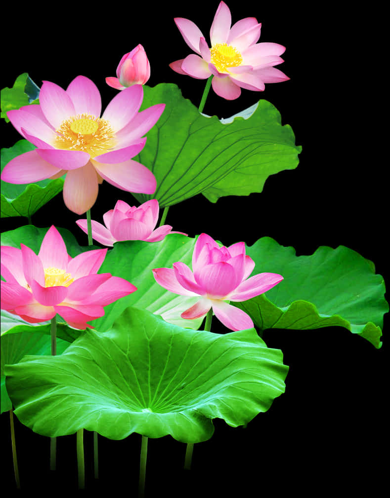 lotus 桌布 壁紙 — 鮮豔的粉紅色蓮花，黃色花心，在黑色背景襯托下，於大片綠葉間盛開。