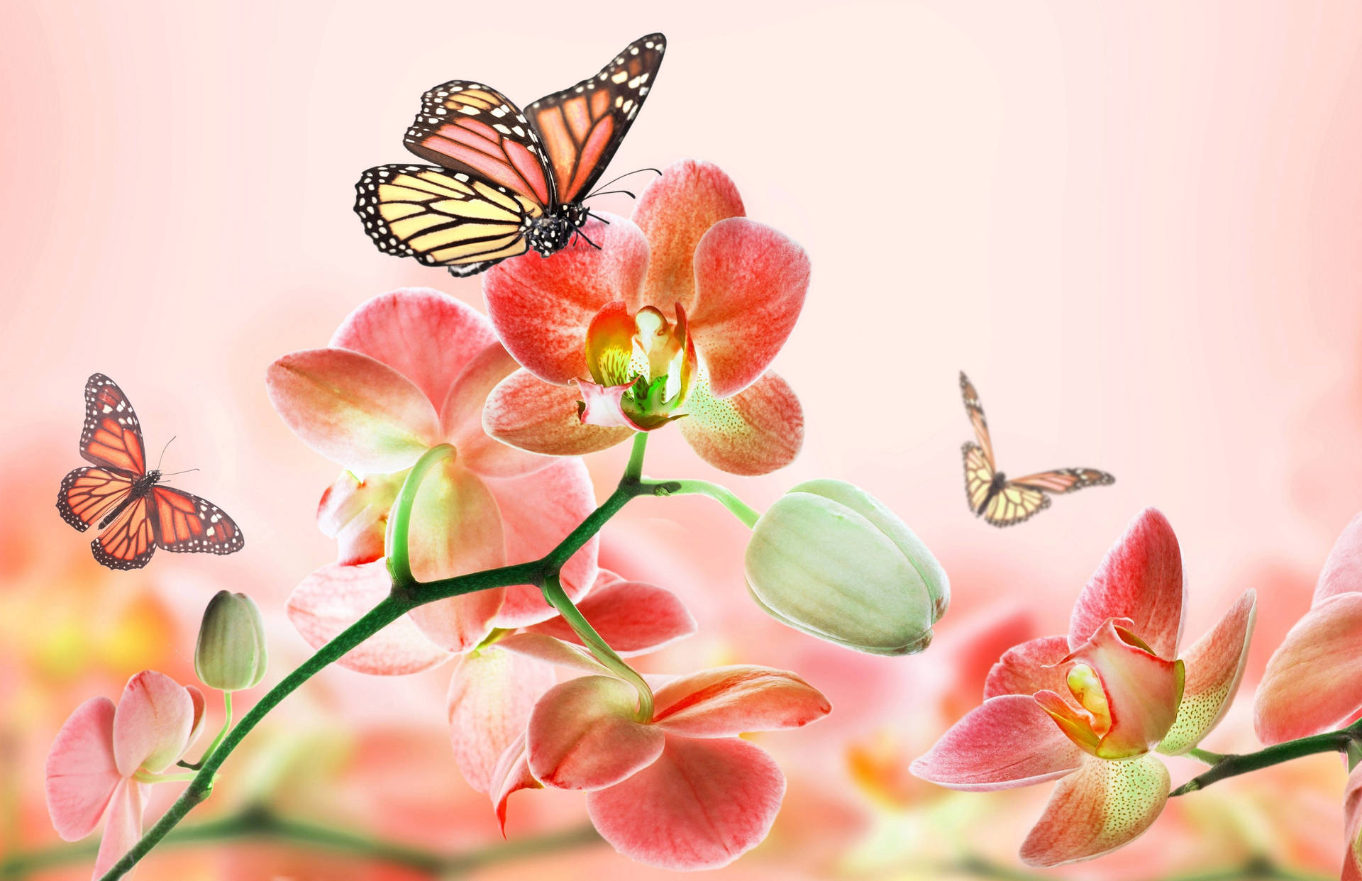 Pink Butterfly 桌布 壁紙 — 鮮豔的粉紅色蘭花優雅地綻放，帝王蝶在它們精緻的花瓣周圍翩翩起舞，背景是柔和的粉彩。