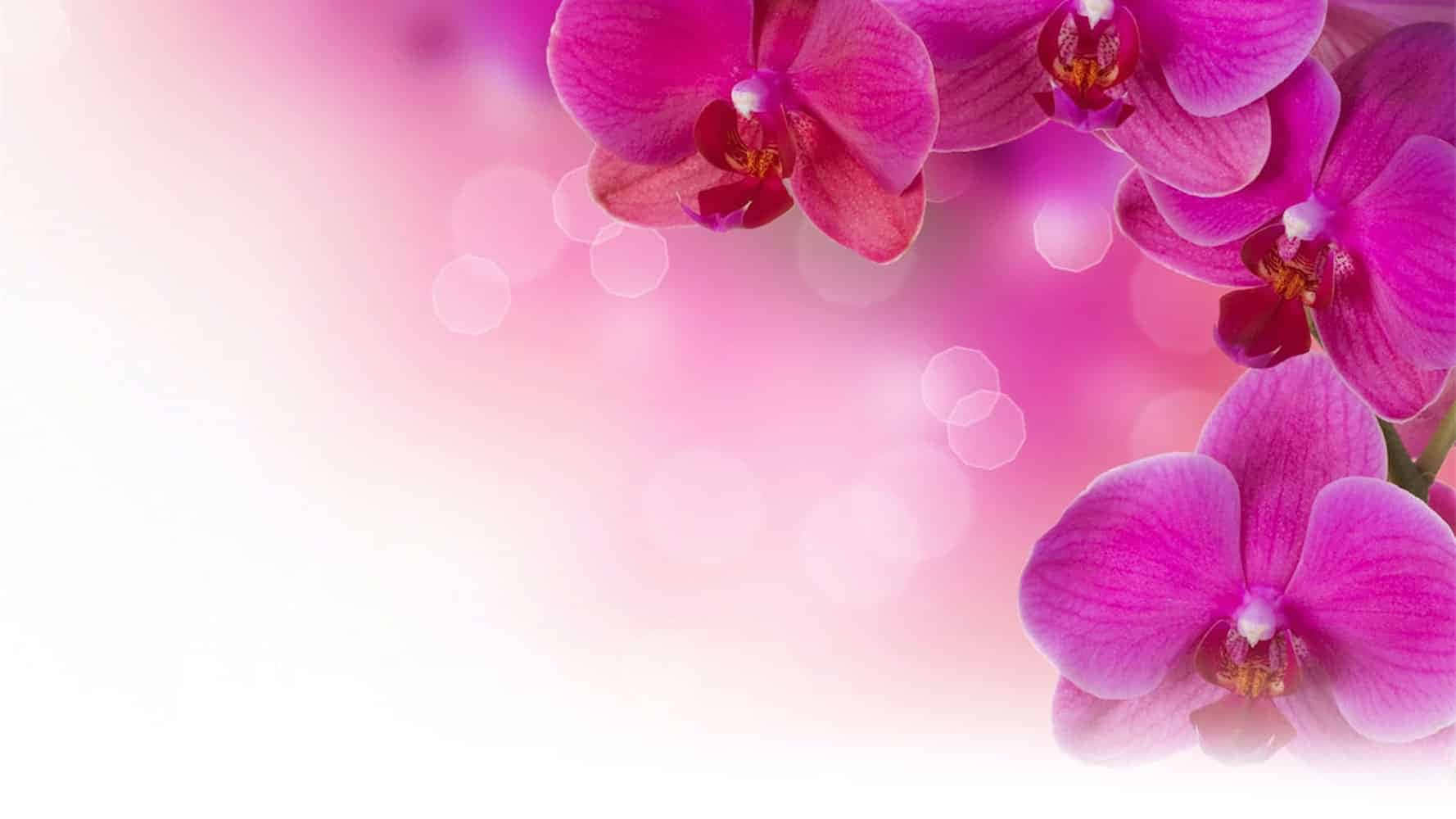 Obituary 桌布 壁紙 — 鮮豔的粉紅色蘭花在夢幻般的散景背景和柔和的光線漸變中輕輕綻放。