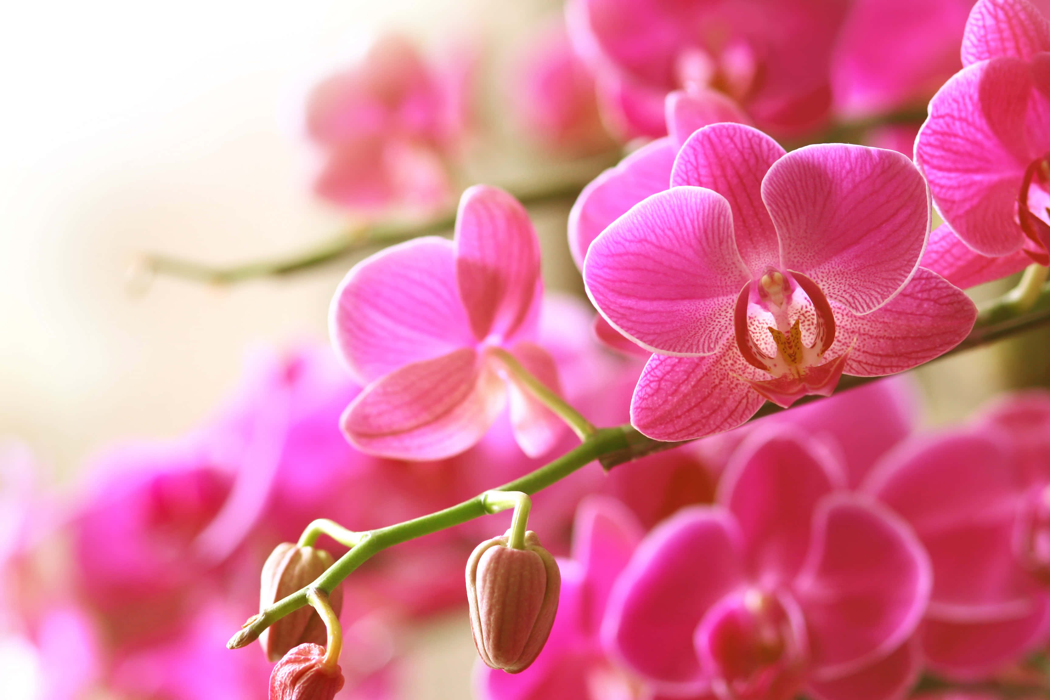 Flowers 桌布 壁紙 — 鮮豔的粉紅色蘭花在明亮模糊的背景上柔和地綻放，帶有細緻的葉脈和未開放的花蕾。