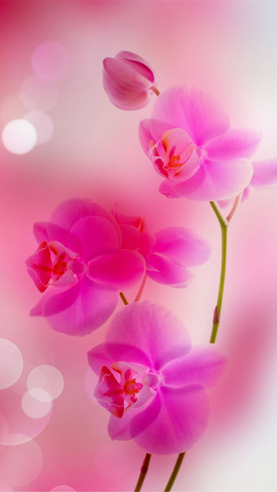 iPhone 桌布 壁紙 — 鮮豔的粉紅色蘭花在柔和發光的背景和散景燈光下優雅地綻放。