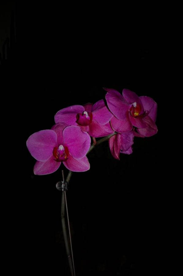 Orchids 桌布 壁紙 — 鮮豔的粉紅色蘭花在純黑色背景上綻放，呈現戲劇性的特寫。