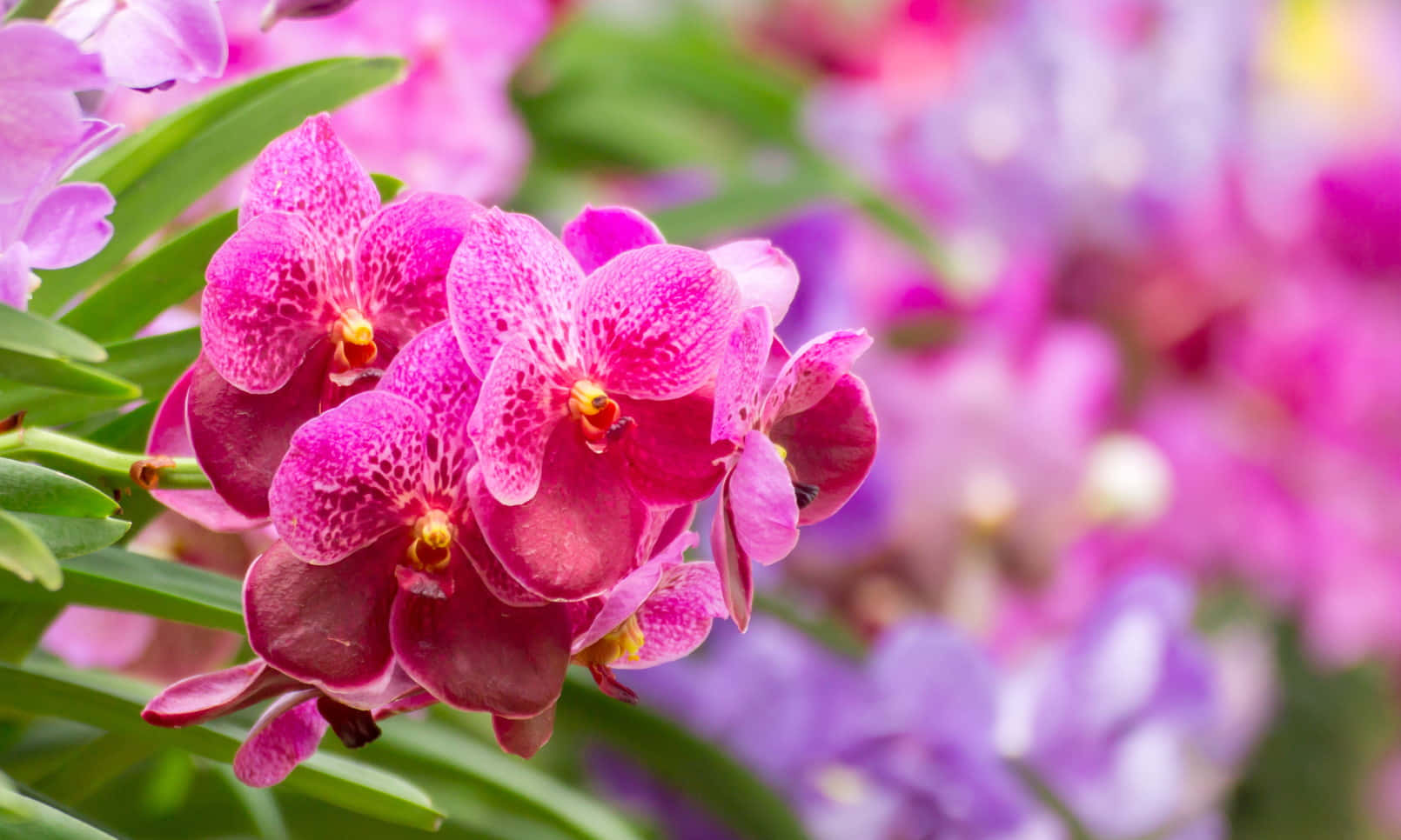 Orchid 桌布 壁紙 — 鮮豔的粉紅色蘭花帶有斑點花瓣，在紫色和綠色葉子的柔和模糊背景下茂盛綻放。