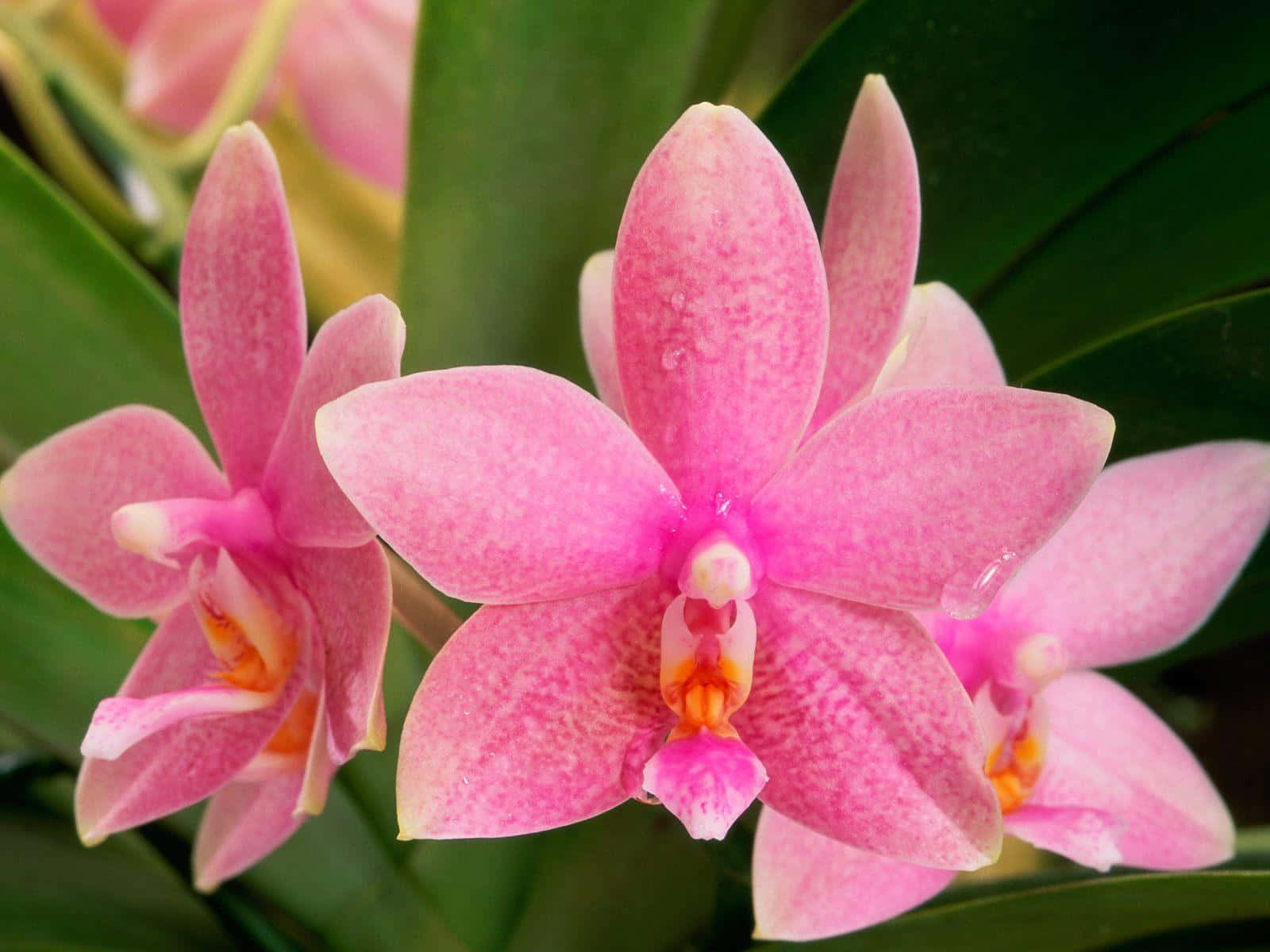 Orchid 桌布 壁紙 — 鮮豔的粉紅色蘭花帶有露珠，在茂密的綠葉襯托下盛開，呈現近距離植物特寫。