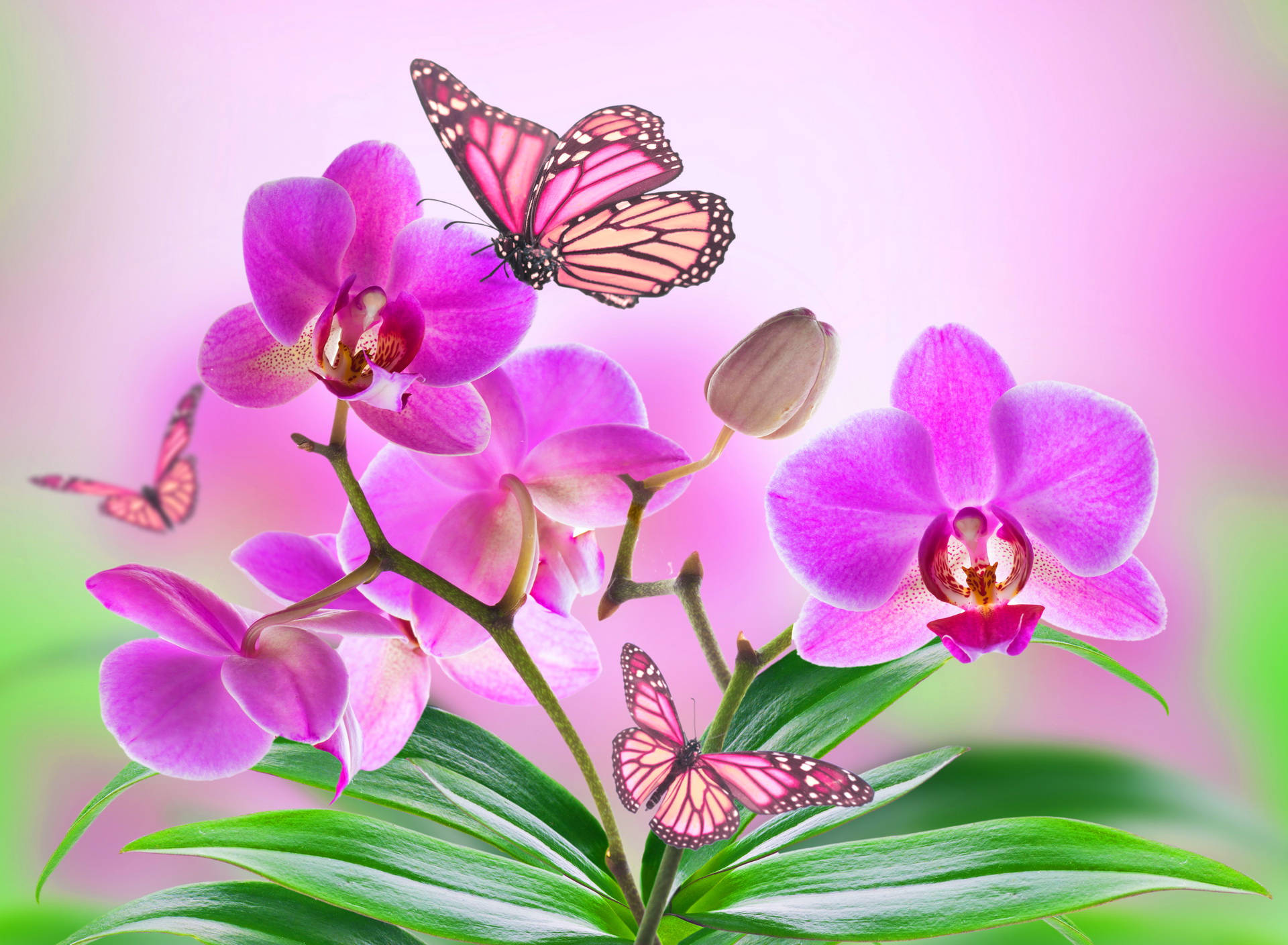 Beautiful Butterfly 桌布 壁紙 — 鮮豔的粉紅色蘭花盛開，帝王蝶在茂密的綠葉周圍翩翩起舞，背景是柔和的粉紅色漸變。