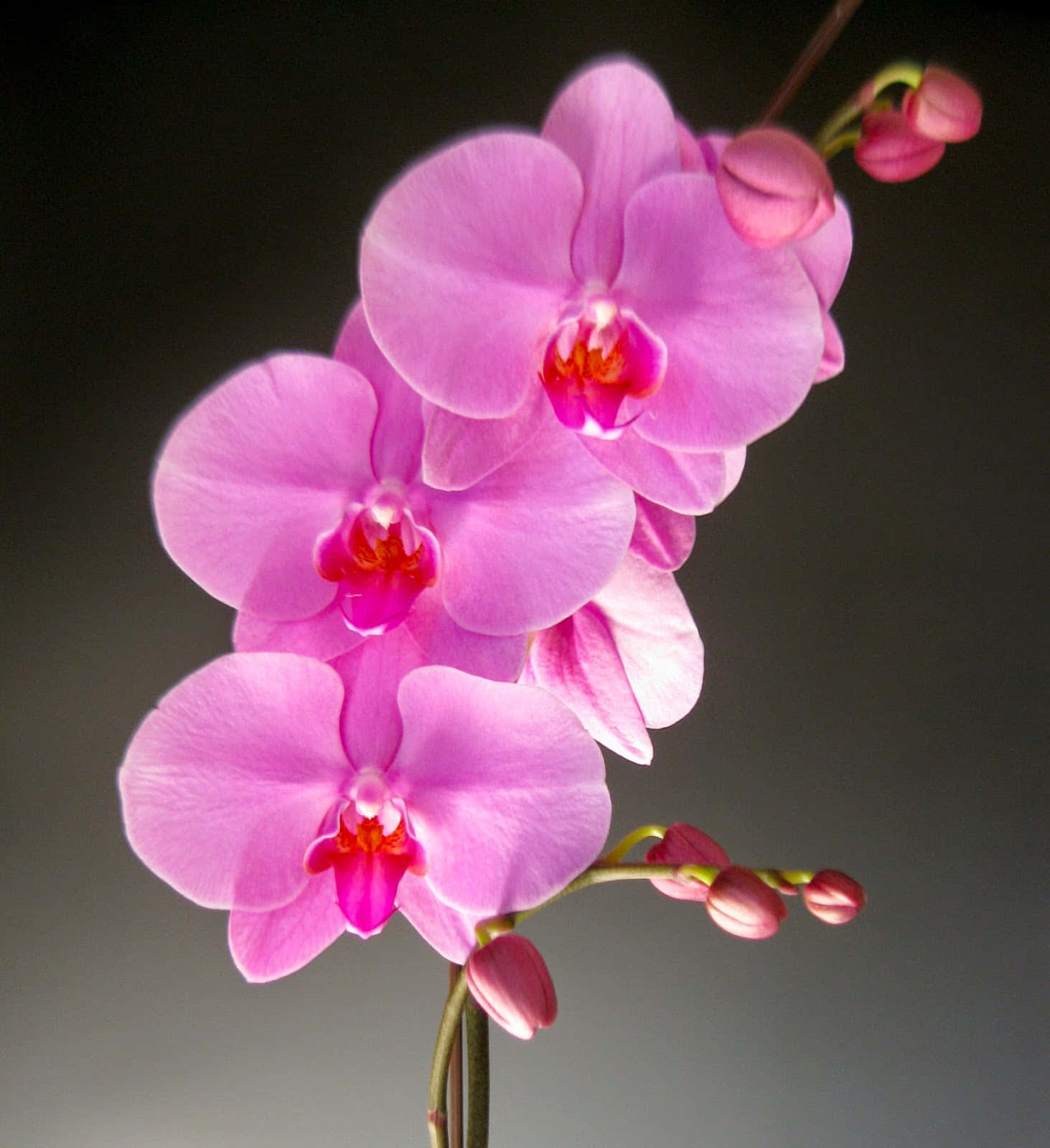 Orchid 桌布 壁紙 — 鮮豔的粉紅色蘭花盛開，帶有精緻的花瓣和橙色花心，在柔和的灰色漸變背景上脫穎而出。