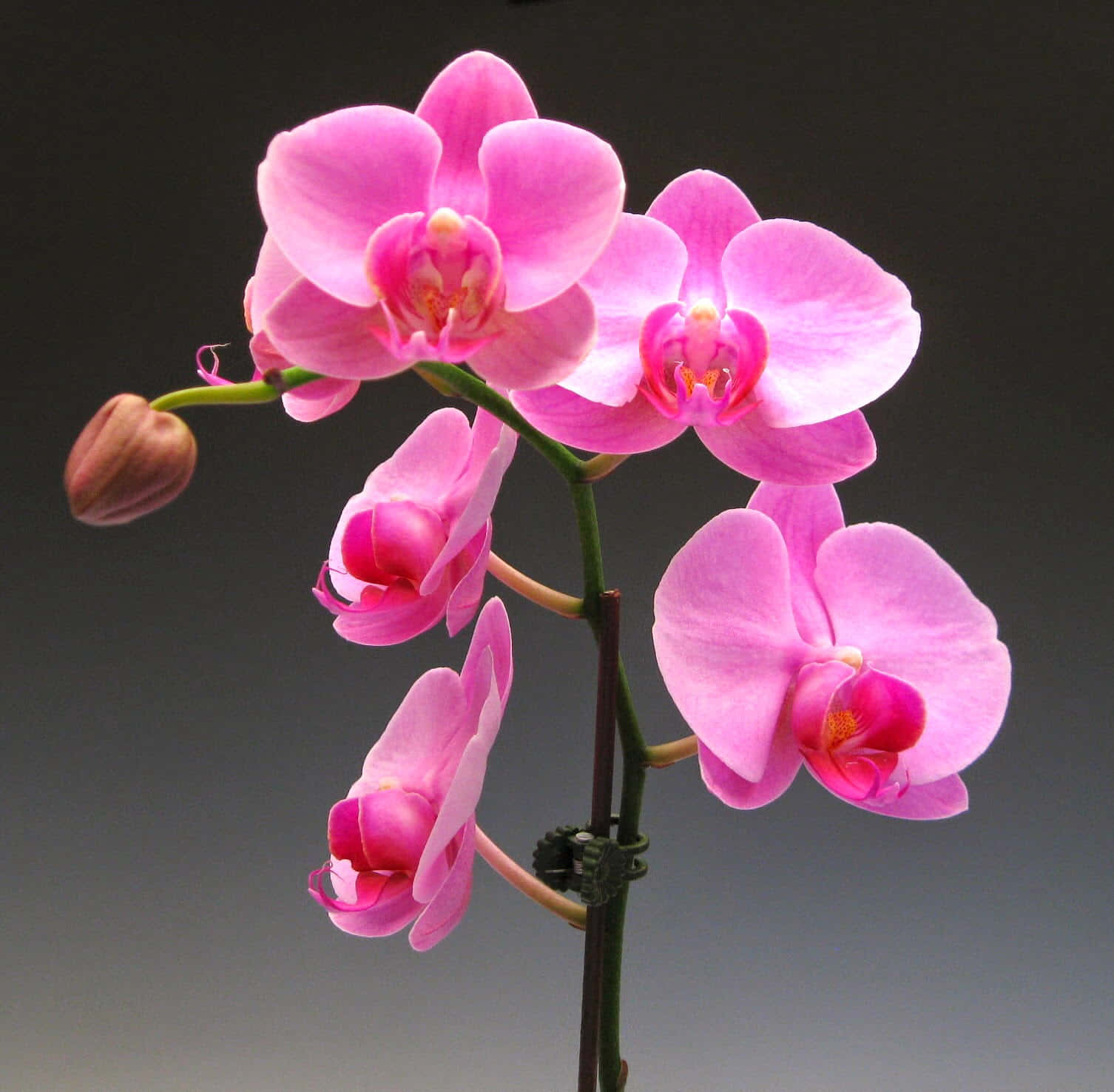 Orchid 桌布 壁紙 — 鮮豔的粉紅色蘭花盛開，花瓣精緻，帶有花蕾，背景為柔和的灰色漸變。