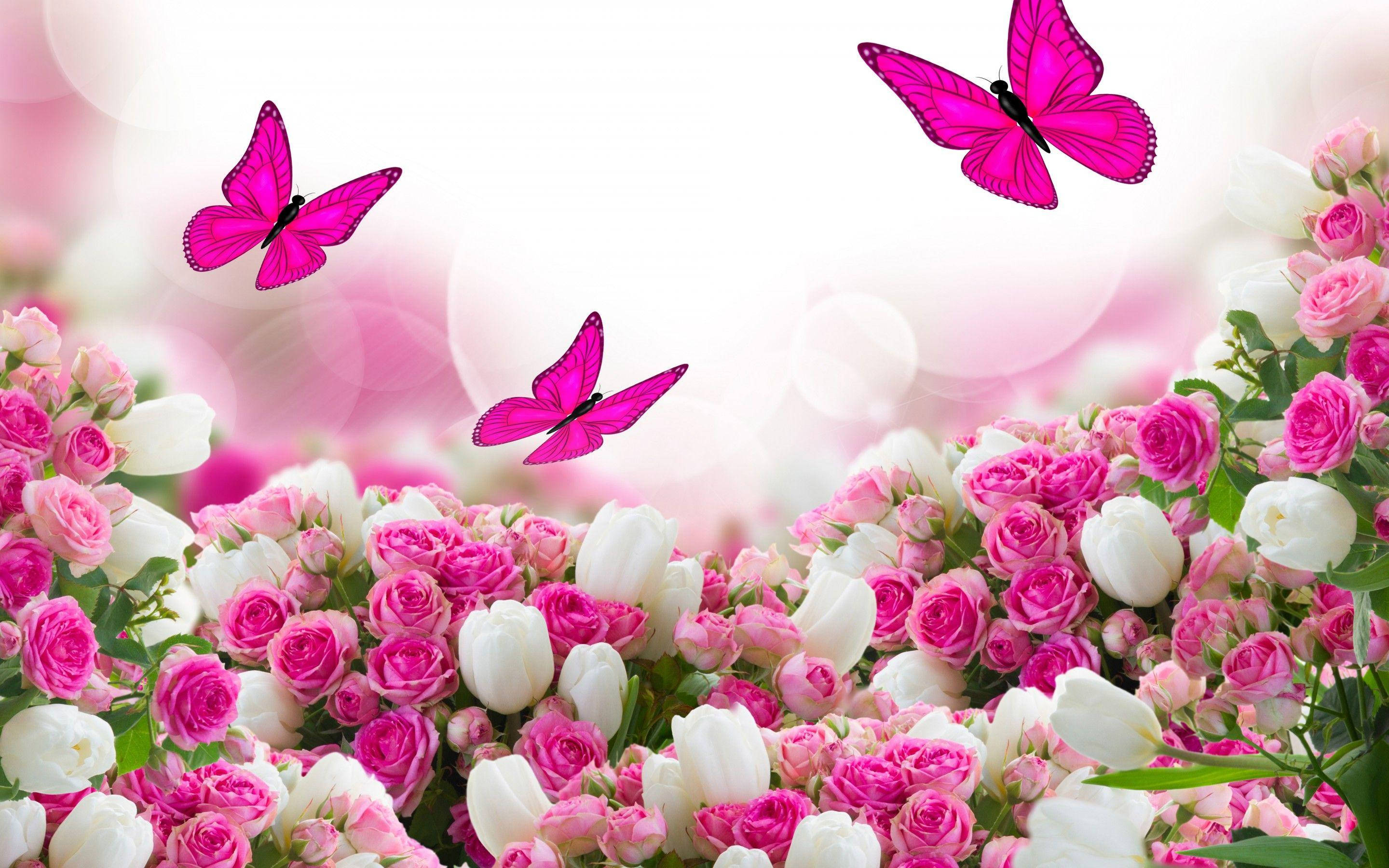 beautiful rose HD 桌布 壁紙 — 鮮豔的粉紅色蝴蝶在茂密的粉紅色和白色玫瑰花床上方翩翩飛舞，背景柔和散景。