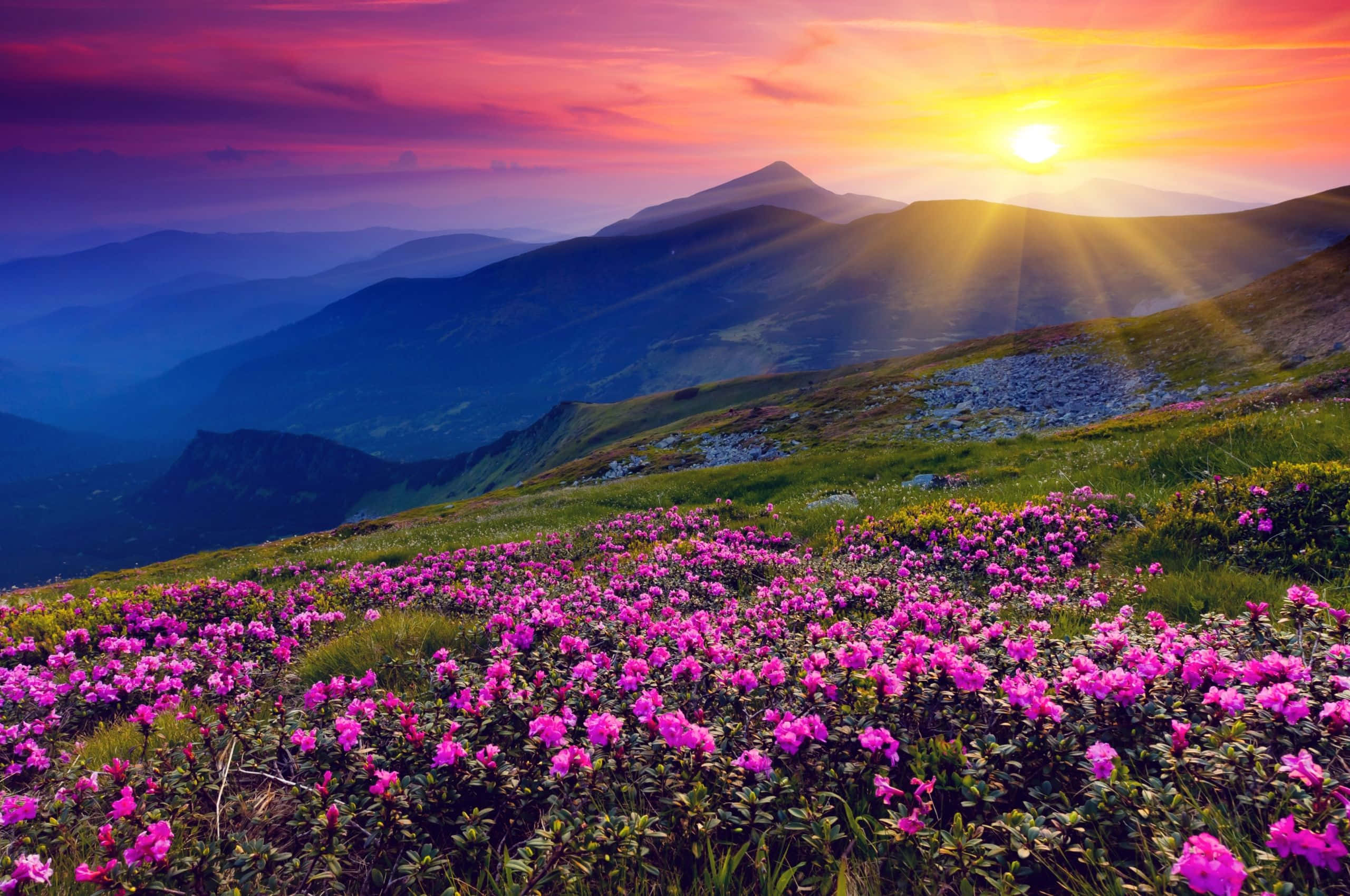 Spring Sunset 桌布 壁紙 — 鮮豔的粉紅色野花在山脊上盛開，夕陽在遠峰後方以火紅的色調落下。