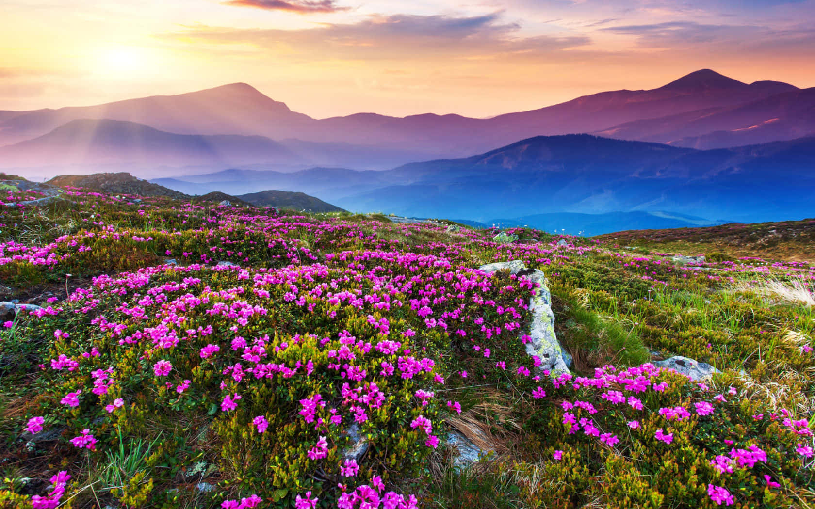 Nature Landscape 桌布 壁紙 — 鮮豔的粉紅色野花覆蓋著山脊，在日落時分，金色的光線穿過霧氣繚繞的山峰。