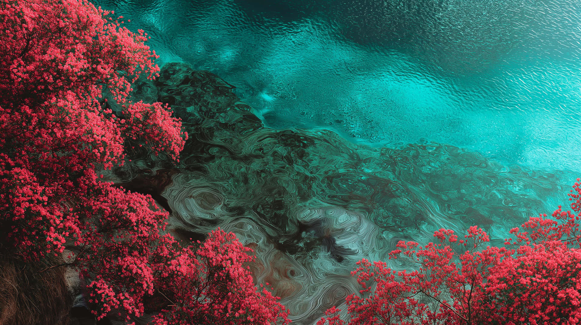 Overhead View of Tropical Paradise with Vibrant Foliage & Water 壁紙 — 鮮豔的粉紅色開花樹木框住一個漩渦般的藍綠色海洋，可見水下岩石和輕柔的漣漪。
