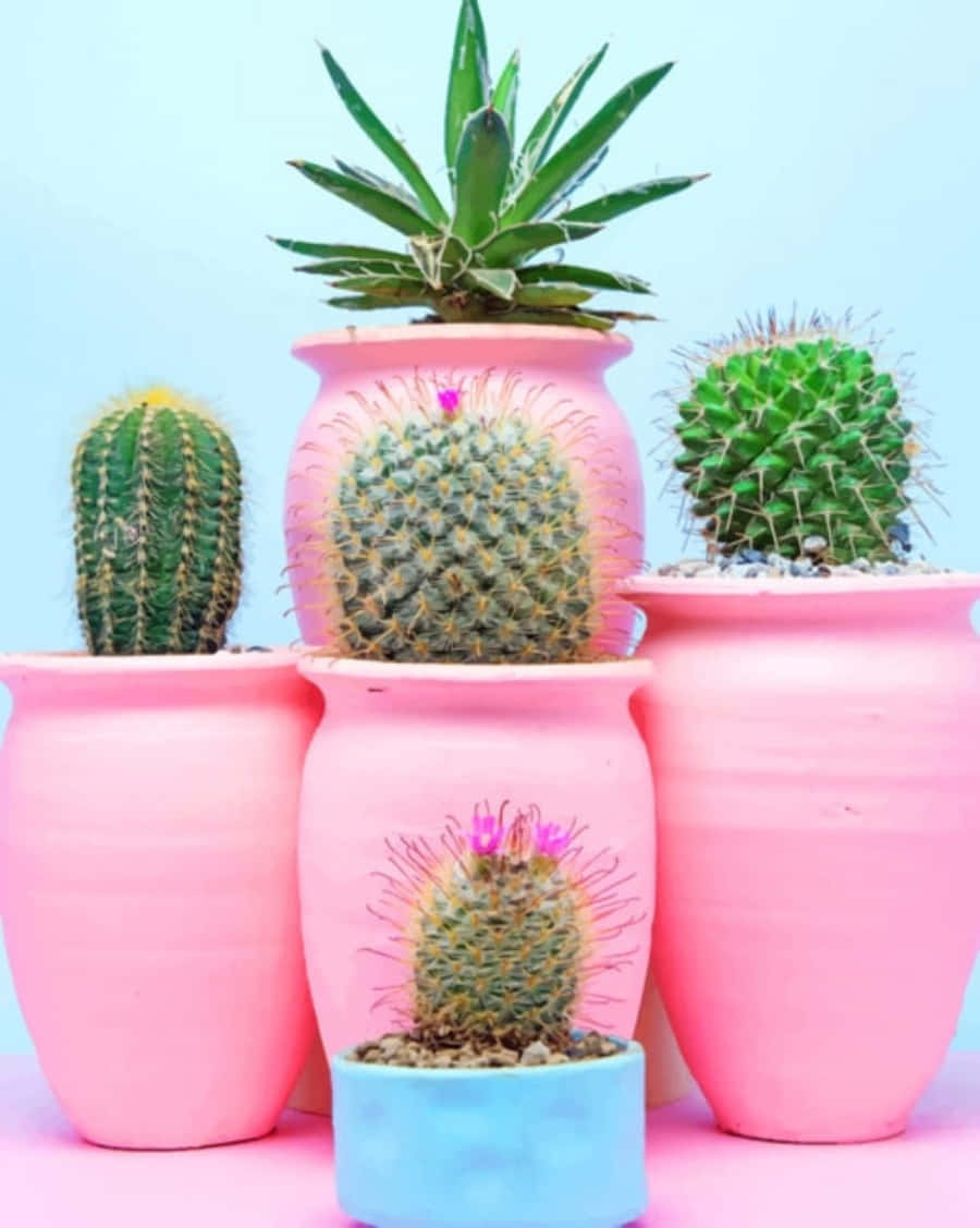Cactus Plants 桌布 壁紙 — 鮮豔的粉紅色陶瓷盆在柔和的藍色背景下盛放著各式各樣的仙人掌和多肉植物。