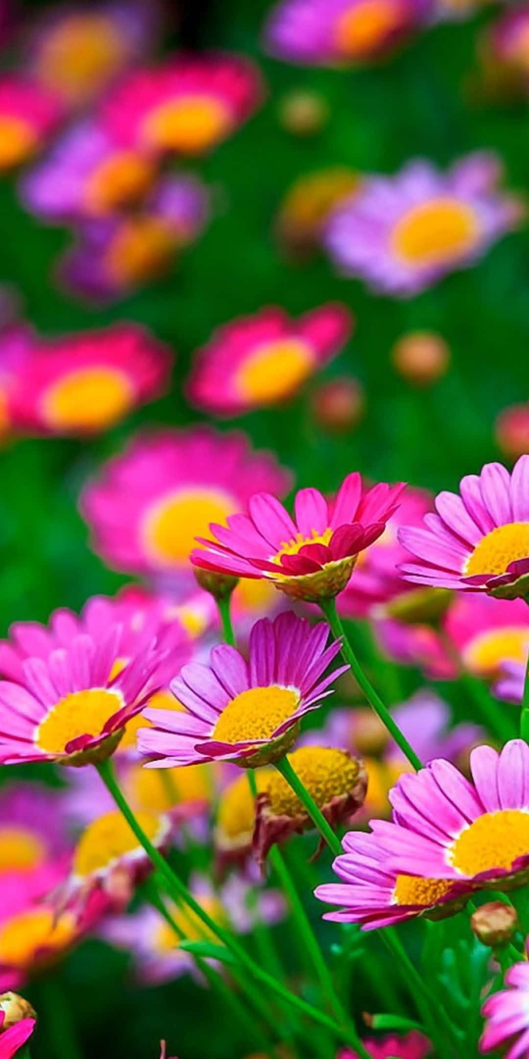 Flowers 桌布 壁紙 — 鮮豔的粉紅色雛菊帶有黃色花心，在茂盛的綠色田野中盛開，沐浴在明亮的陽光下。