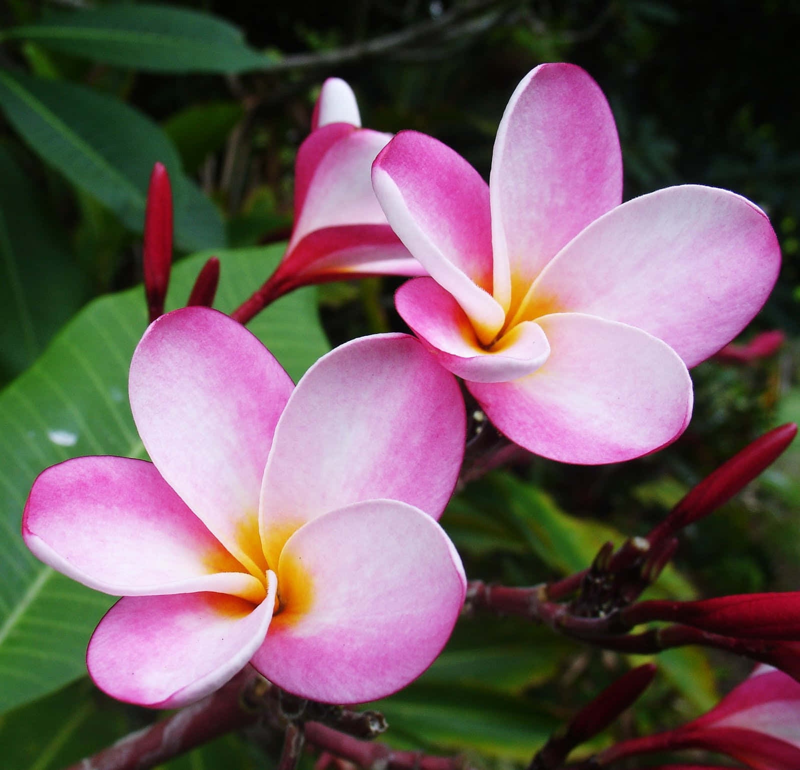 花 桌布 壁紙 — 鮮豔的粉紅色雞蛋花，黃色花心，在熱帶花園中與茂盛的綠葉相映成趣。