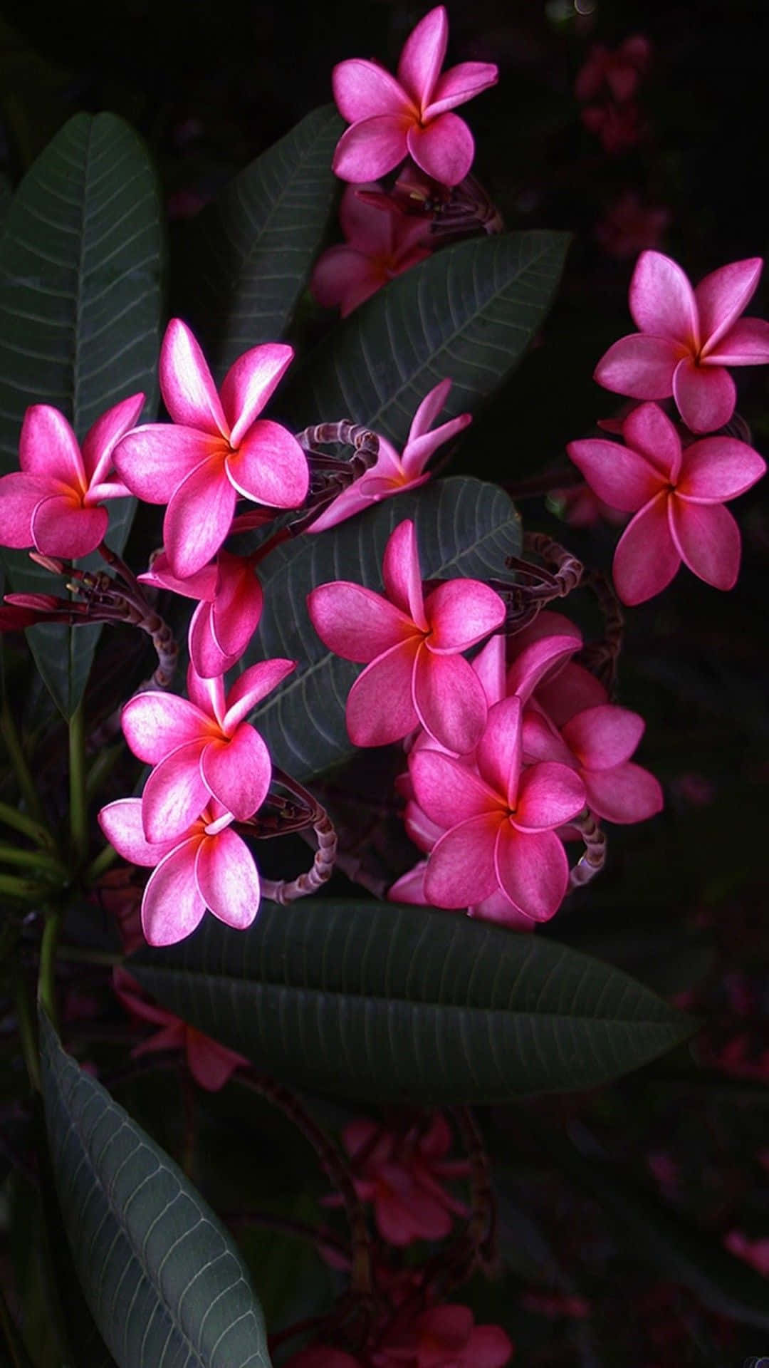 Pink Flower Phone 桌布 壁紙 — 鮮豔的粉紅色雞蛋花在深綠色葉子的襯托下，在茂密的熱帶環境中盛開。