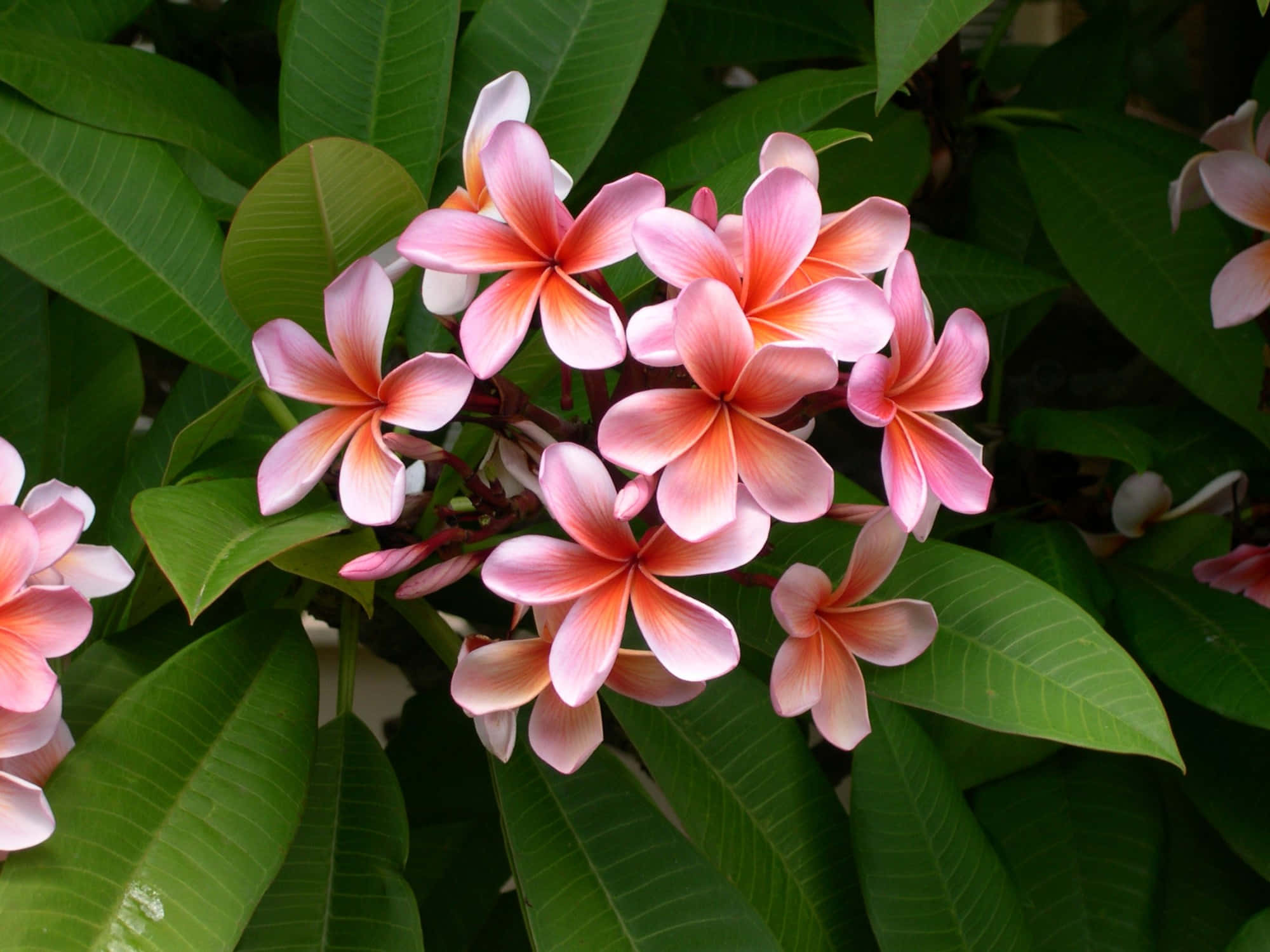 Flowers 桌布 壁紙 — 鮮豔的粉紅色雞蛋花在熱帶花園環境中茂盛的綠葉間盛開。