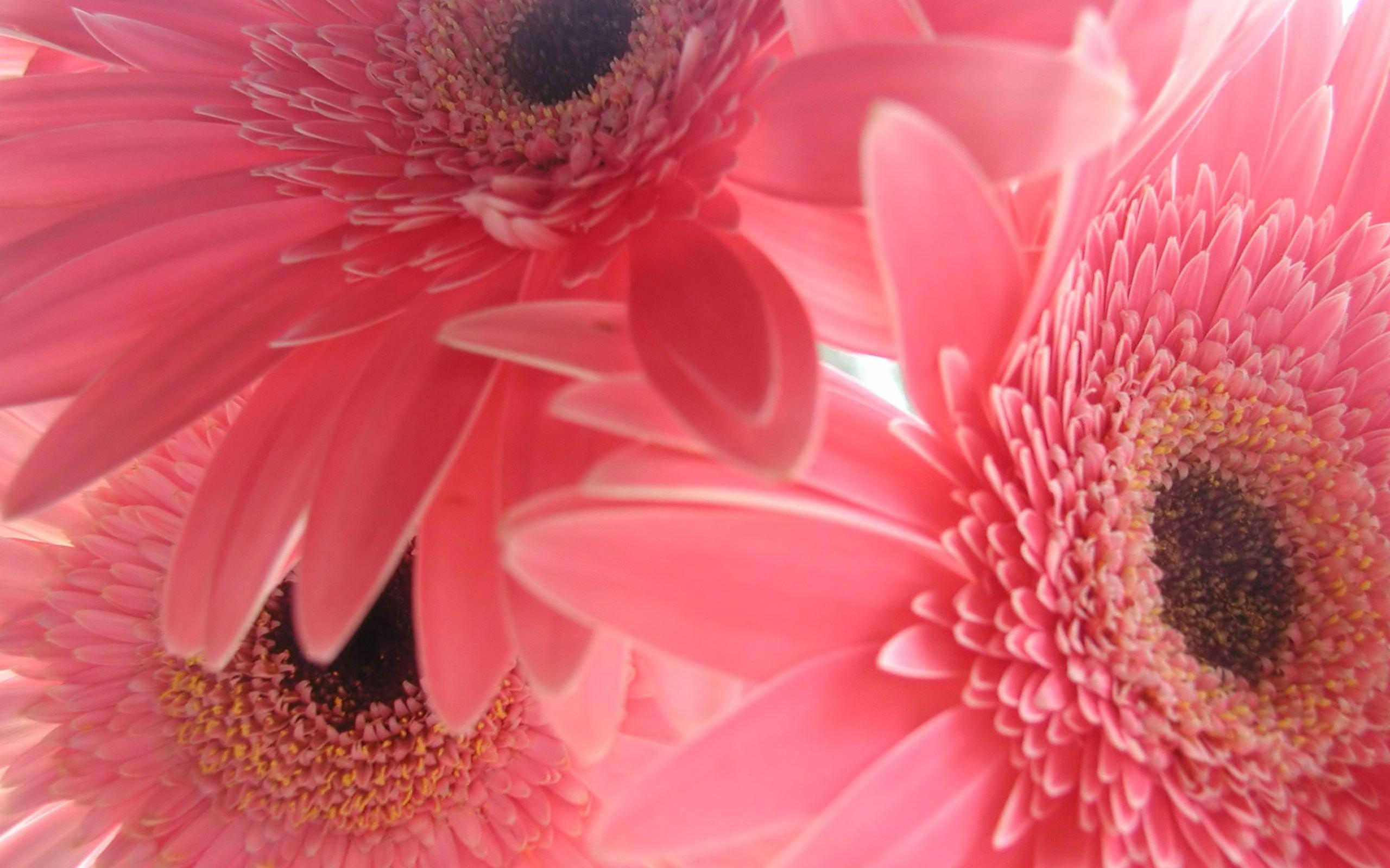 Pink Flower 桌布 壁紙 — 鮮豔的粉紅色非洲菊雛菊，帶有深色中心，在明亮的背景下以柔焦綻放。