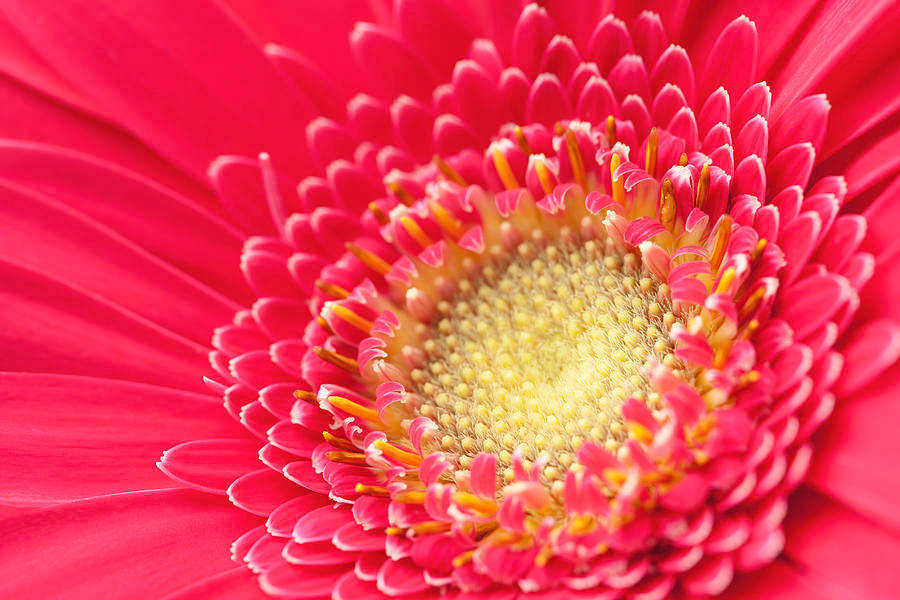 花朵 4K 桌布 壁紙 — 鮮豔的粉紅色非洲菊雛菊，黃色花心，花瓣細膩，微距對焦清晰。