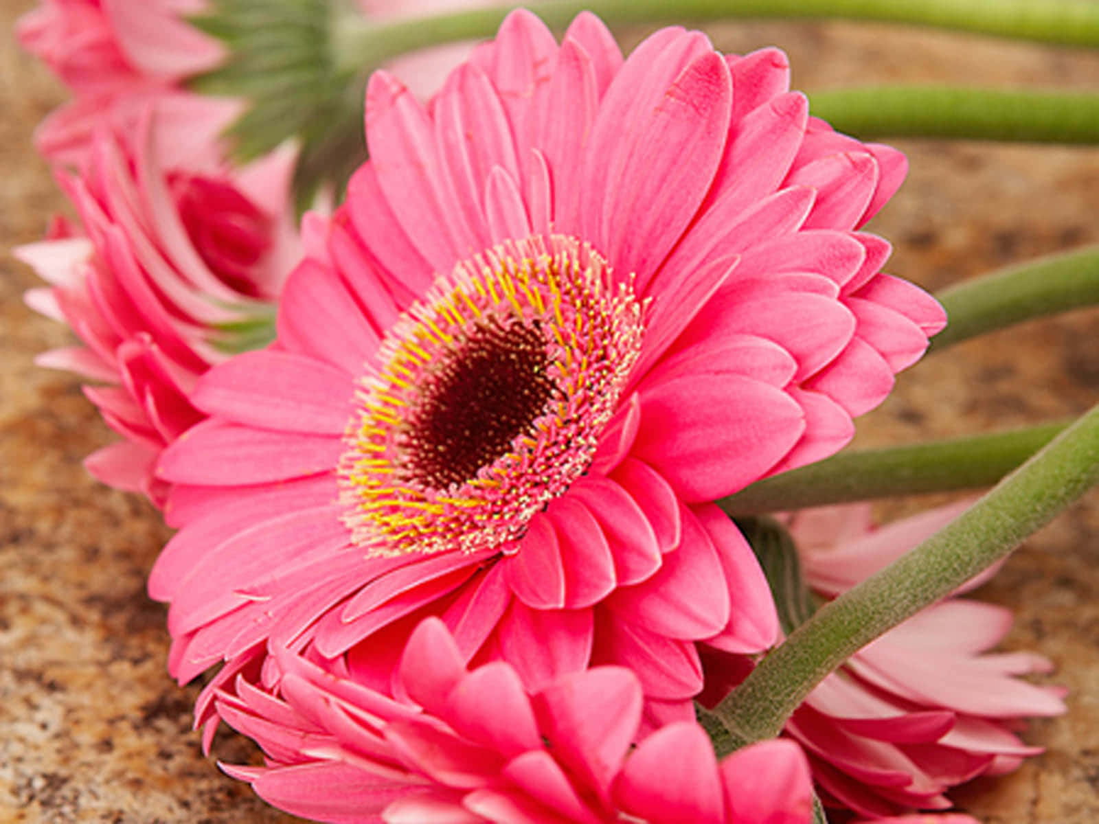 Daisy 桌布 壁紙 — 鮮豔的粉紅色非洲菊雛菊帶有黃色雄蕊，在柔焦中綻放，背景為紋理土色。