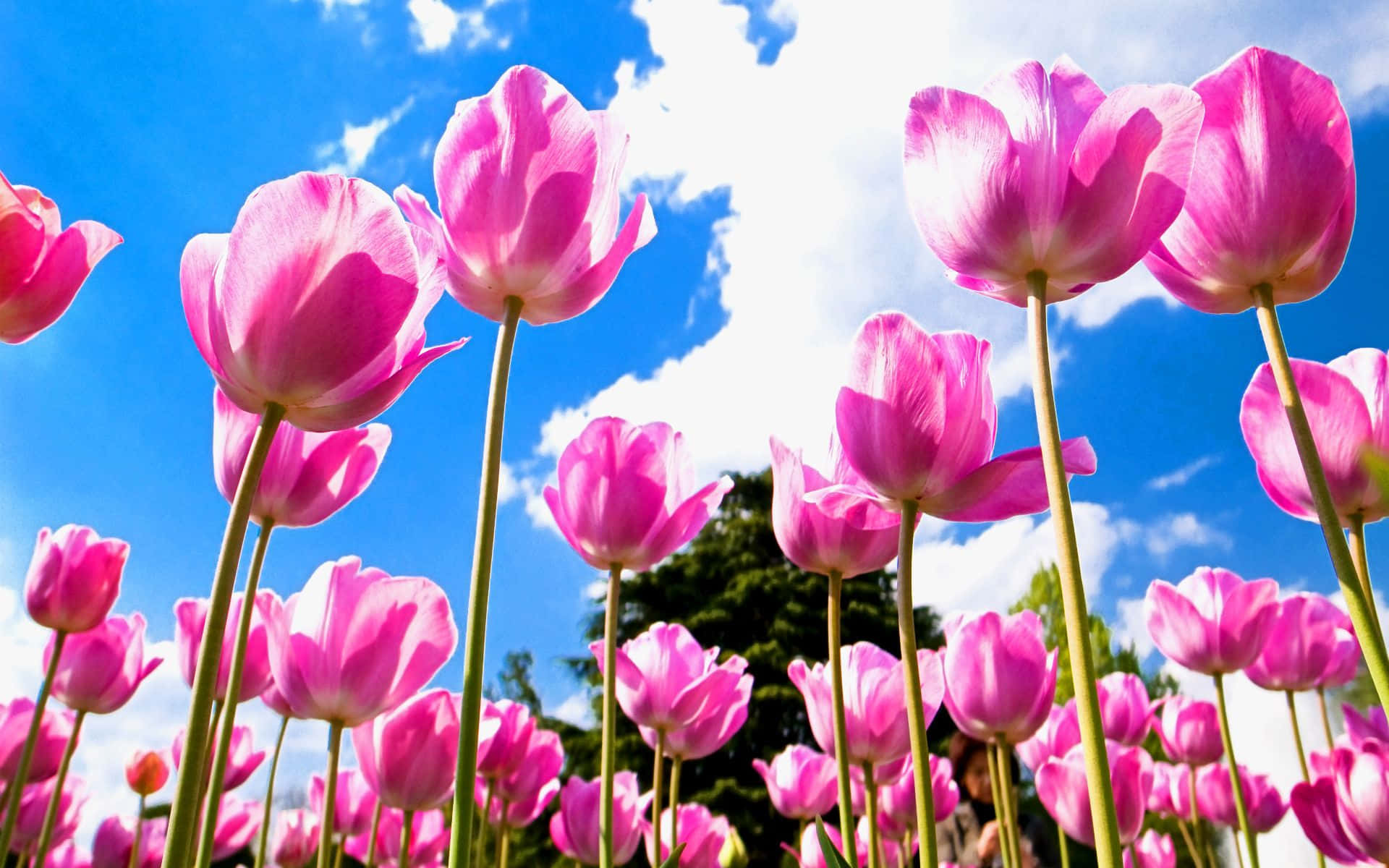 Flowers Laptop 桌布 壁紙 — 鮮豔的粉紅色鬱金香在陽光明媚的花園中，對著藍天白雲高高綻放。