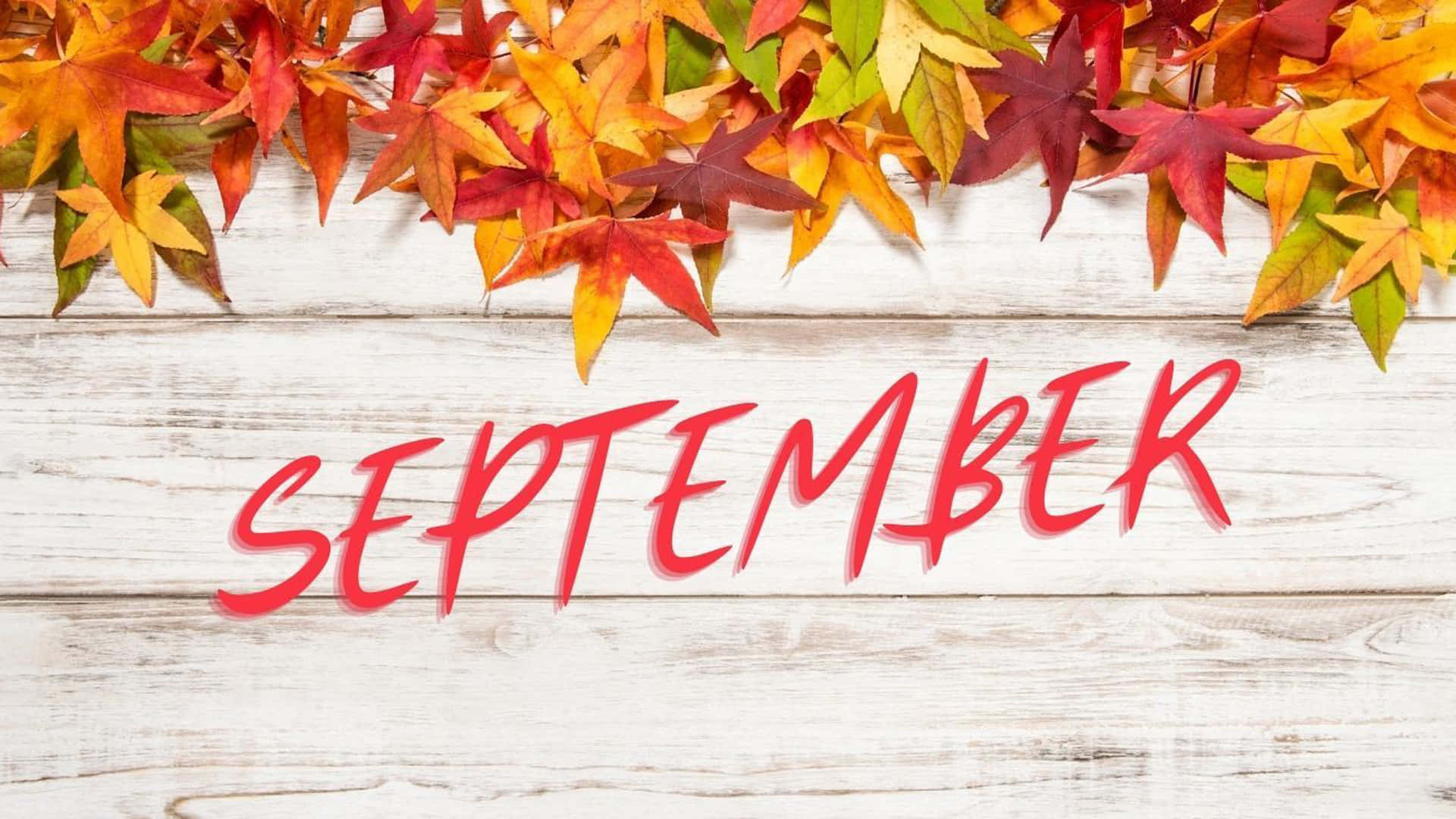 September 桌布 壁紙 — 鮮豔的紅、橙、黃色秋葉環繞著「september」這個詞，以粗體紅色字體寫在經風化的白色木質表面上。