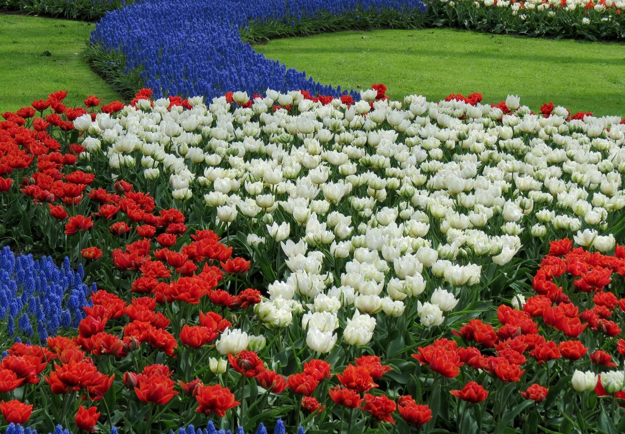 Red And White 桌布 壁紙 — 鮮豔的紅、白、藍色鬱金香花床在明亮的日光下，在茂密的綠色草坪上形成大膽的幾何圖案。