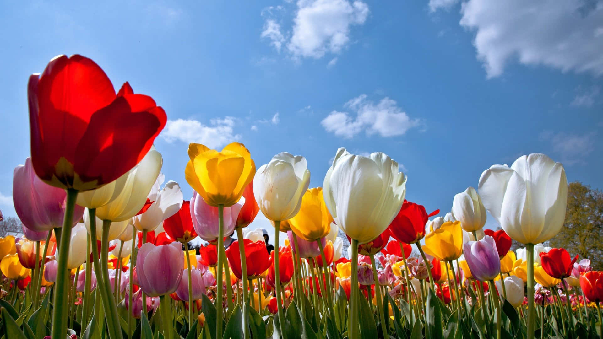 Colorful Flowers 桌布 壁紙 — 鮮豔的紅、黃、白色鬱金香在晴朗藍天和蓬鬆白雲下搖曳的田野。