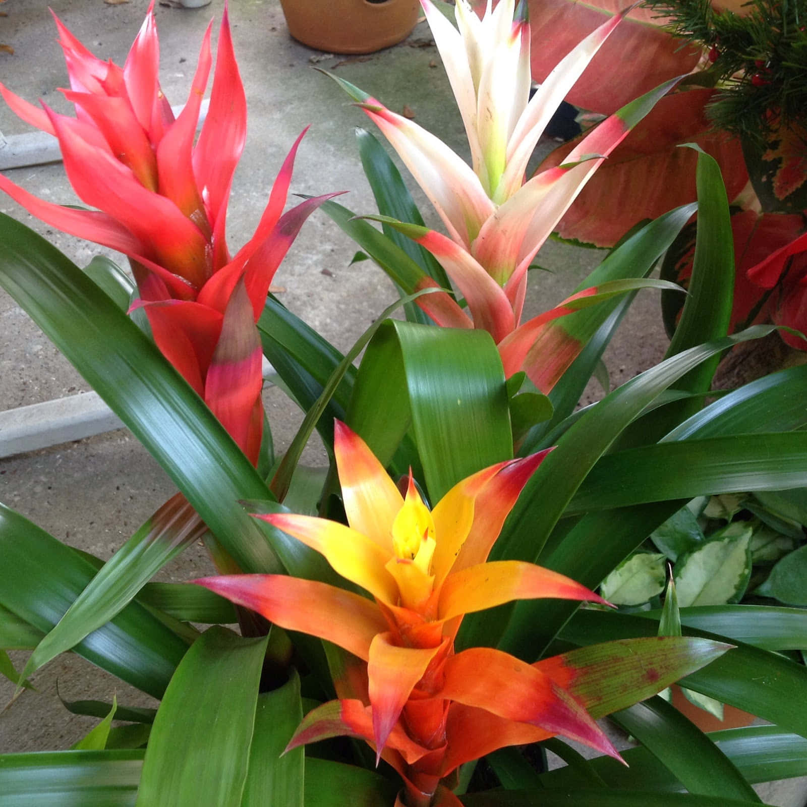 Flowers 桌布 壁紙 — 鮮豔的紅橙色和奶油色鳳梨科植物，長長的綠葉在混凝土庭院背景下生動綻放。