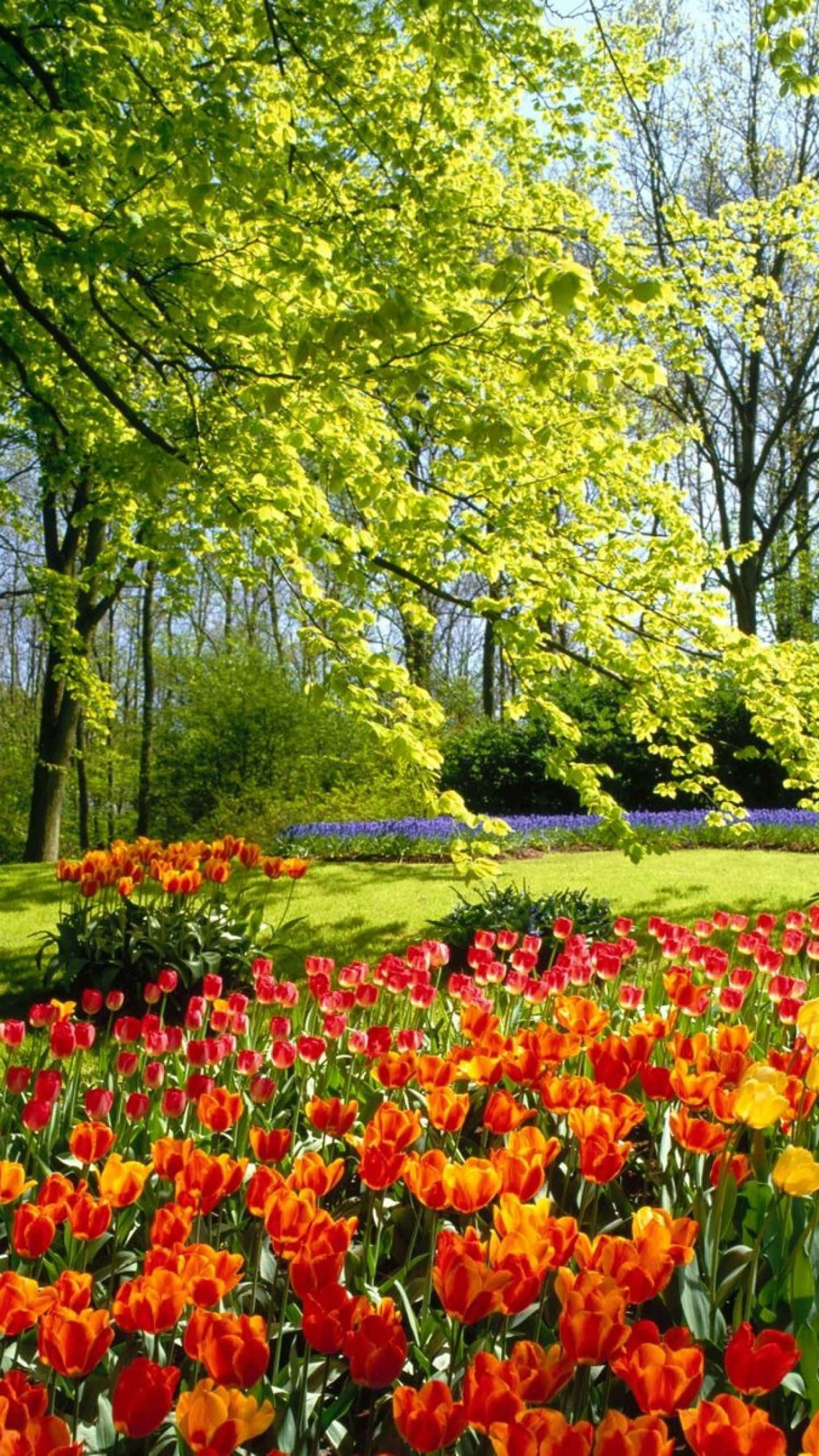 Tulip Field 桌布 壁紙 — 鮮豔的紅橙色鬱金香在陽光普照的春季花園中，於新鮮萊姆綠色樹冠下盛開。