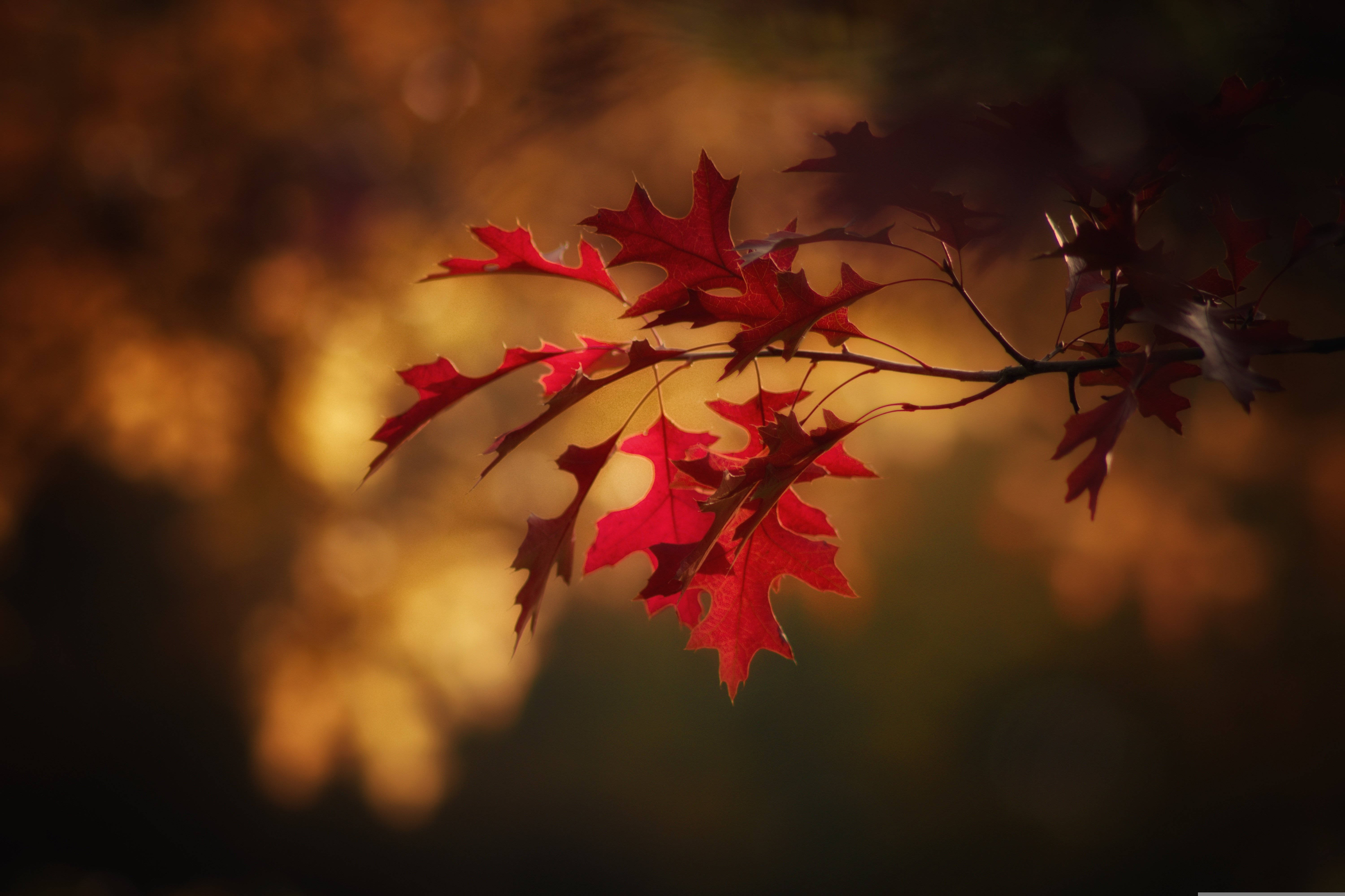 Fall Leaves 桌布 壁紙 — 鮮豔的紅橡樹葉在秋日陽光下，在溫暖的金色散景背景中閃耀。