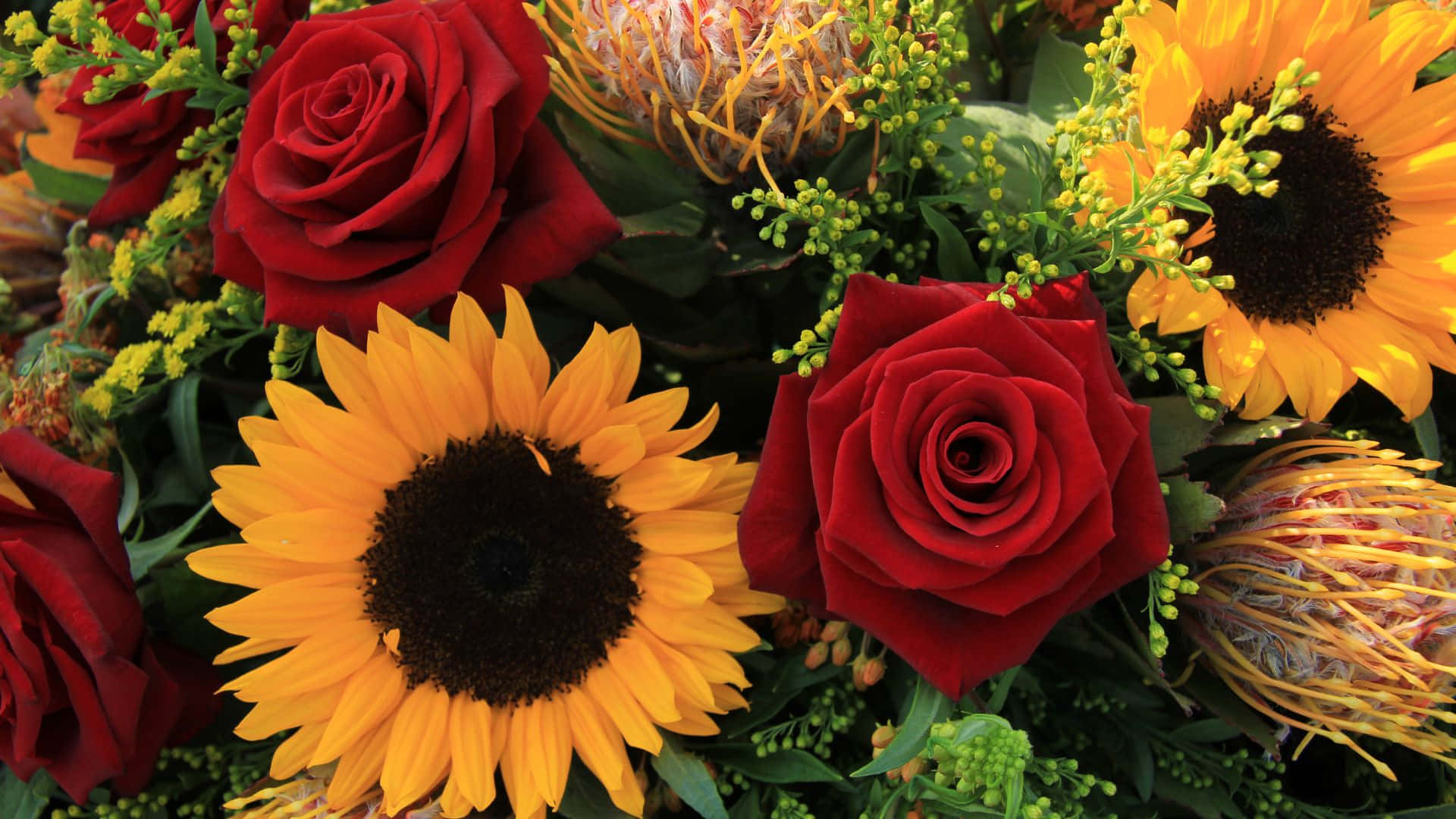 Roses 桌布 壁紙 — 鮮豔的紅玫瑰、向日葵和帝王花束，搭配綠葉，生動的特寫細節。