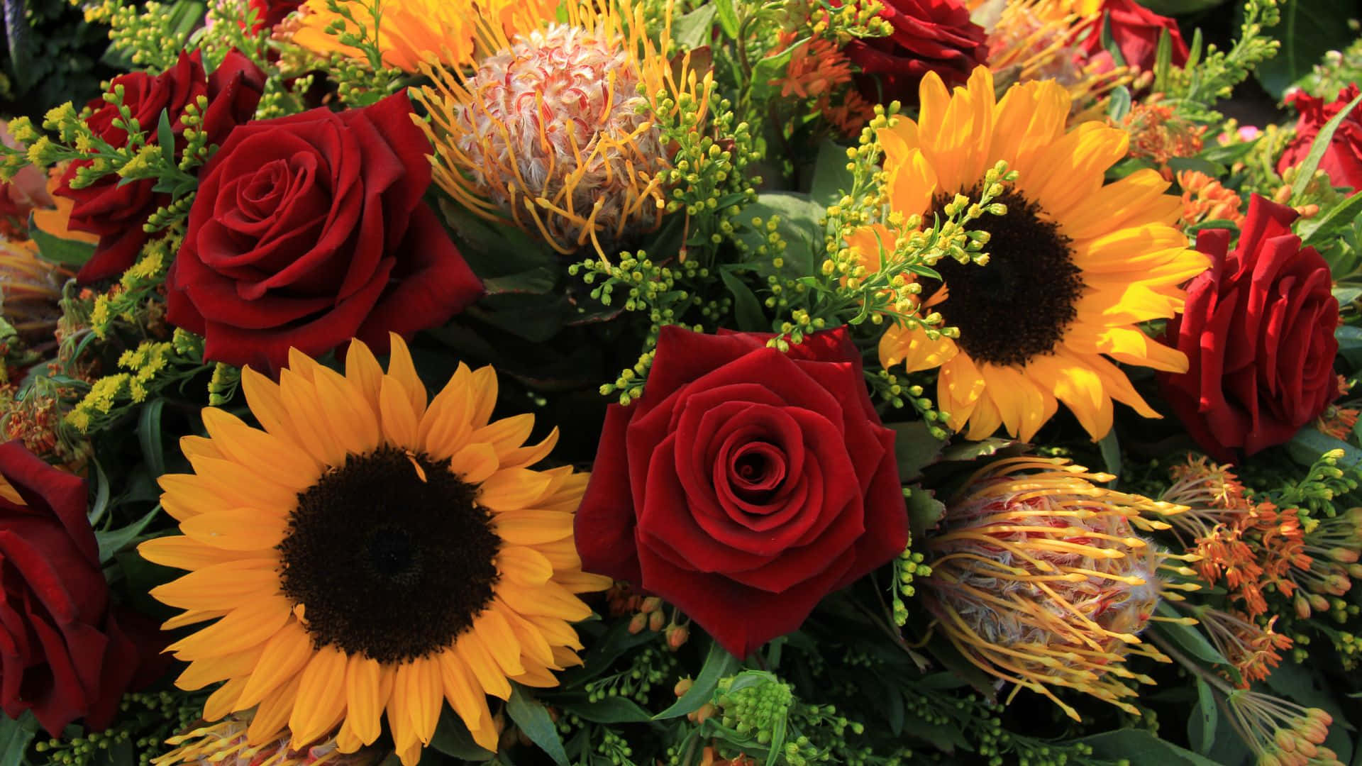 Roses 桌布 壁紙 — 鮮豔的紅玫瑰、向日葵和帝王花束，搭配綠色植物，在明亮的日光下。