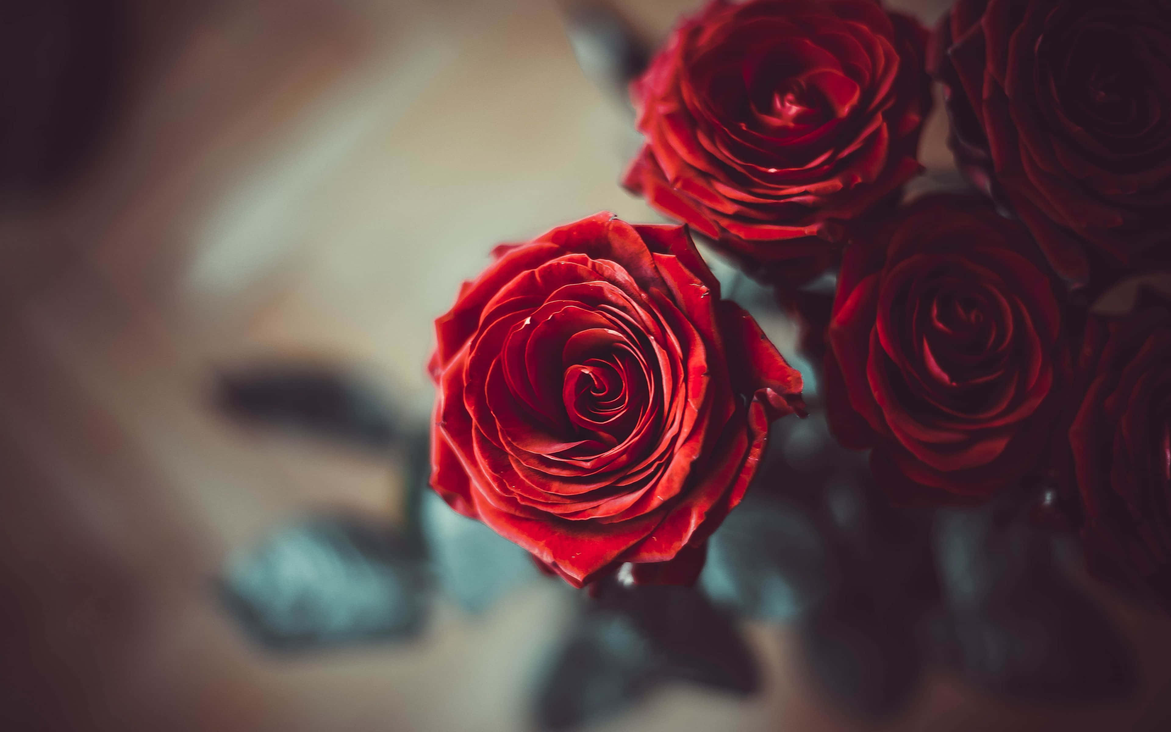 Valentines Day Roses 桌布 壁紙 — 鮮豔的紅玫瑰，柔焦效果，花瓣豐滿，陰影深邃，營造浪漫親密的氛圍。