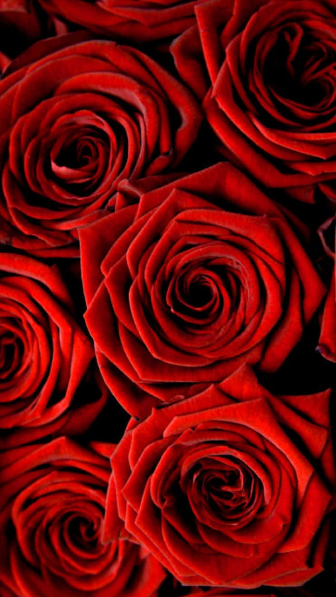 Cute Rose 桌布 壁紙 — 鮮豔的紅玫瑰以緊密的螺旋形態在深黑色背景上盛開，營造出奢華而戲劇性的花卉構圖。