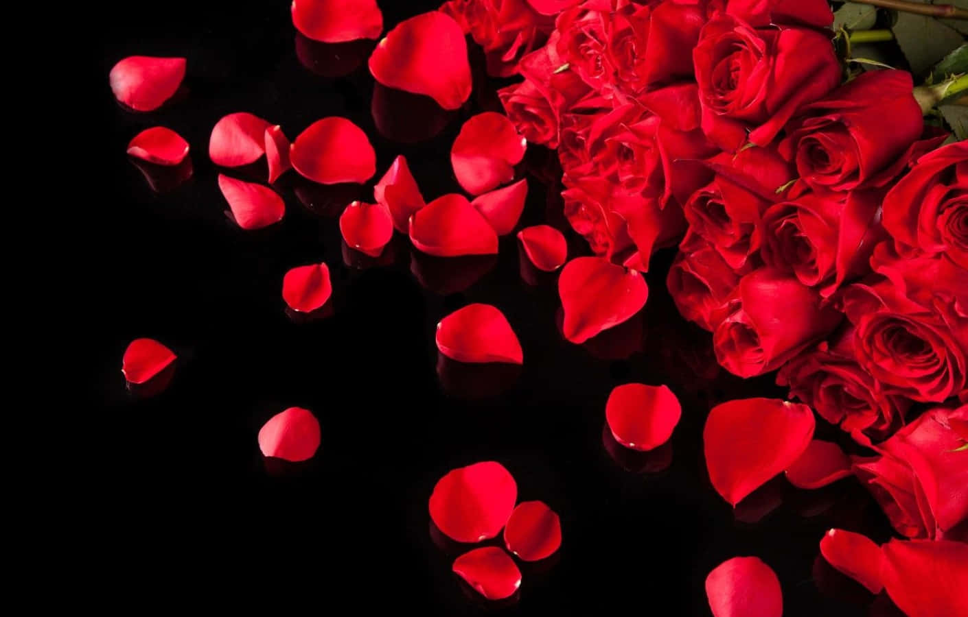 Rose Petal 桌布 壁紙 — 鮮豔的紅玫瑰和散落的花瓣在戲劇性燈光下於光亮的黑色表面上閃耀。