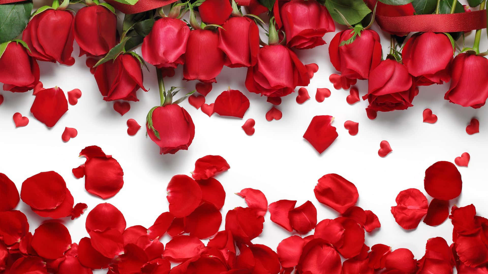 Rose Petal 桌布 壁紙 — 鮮豔的紅玫瑰和散落的花瓣在浪漫的構圖中框住潔白的背景。