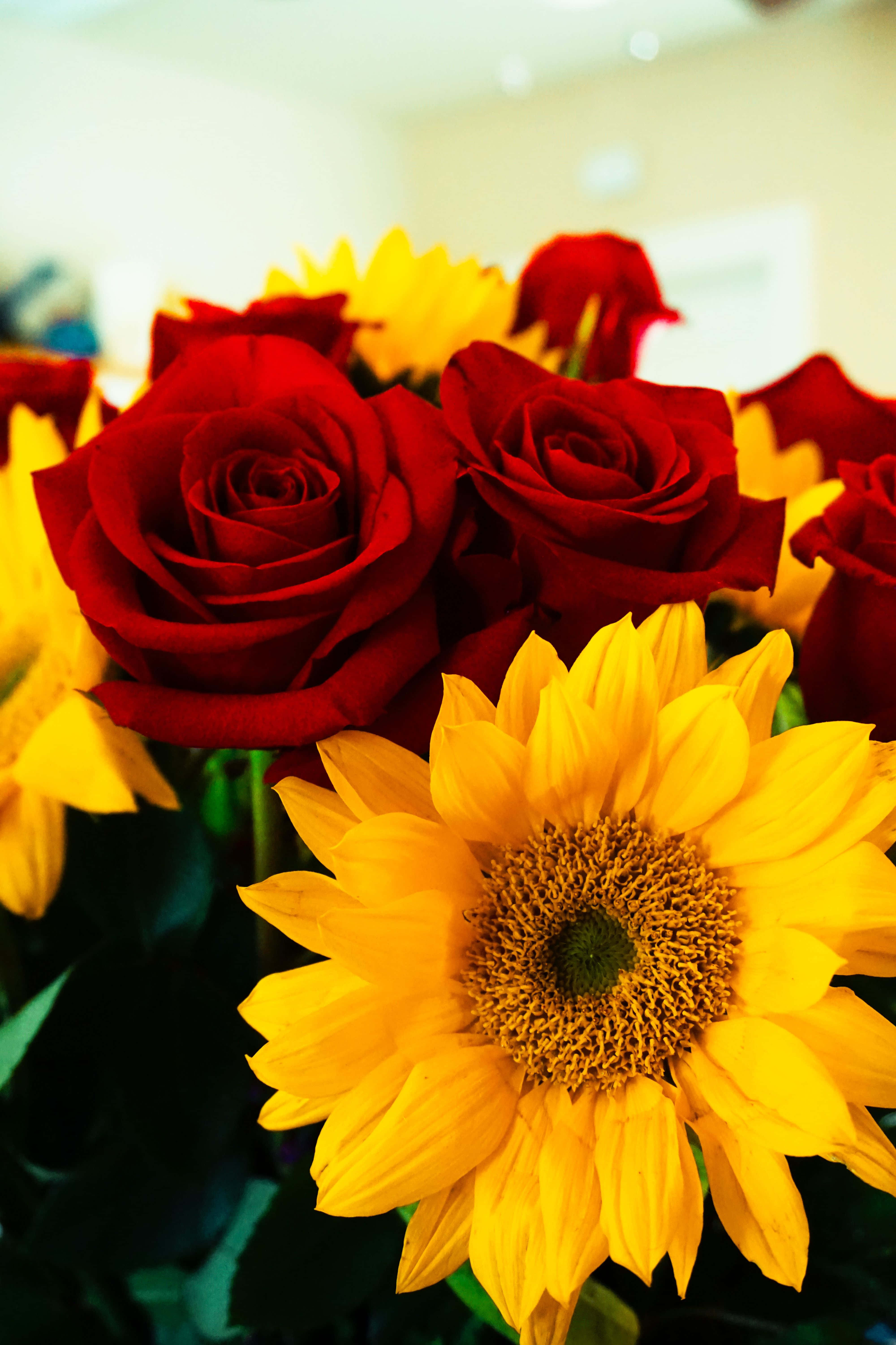 Roses 桌布 壁紙 — 鮮豔的紅玫瑰和明亮的黃色向日葵在茂盛的花卉佈置中一起盛開。